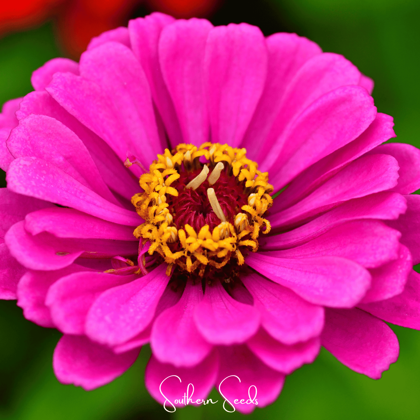Blueberry Cheesecake Zinnia ā 100 Seeds
