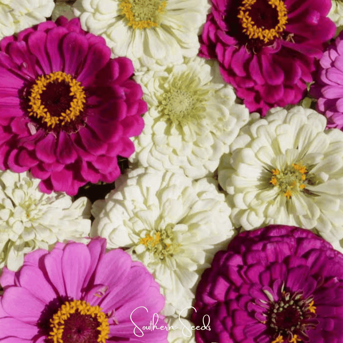 Blueberry Cheesecake Zinnia ā 100 Seeds