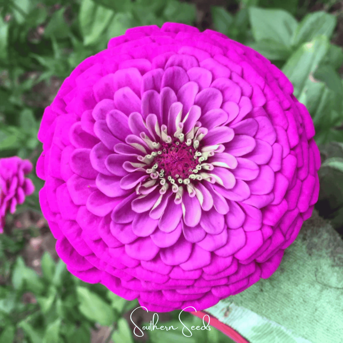 Blueberry Cheesecake Zinnia ā 100 Seeds