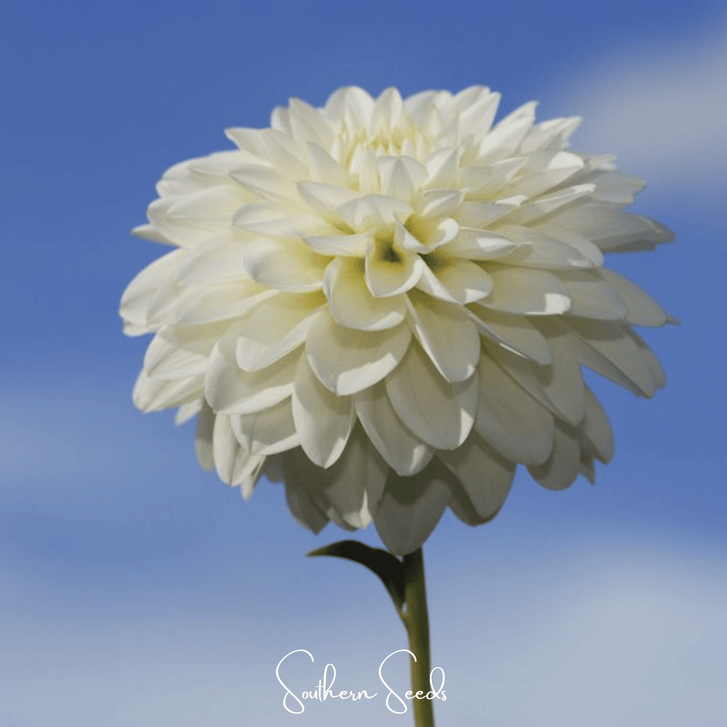 Blueberry Cheesecake Zinnia ā 100 Seeds