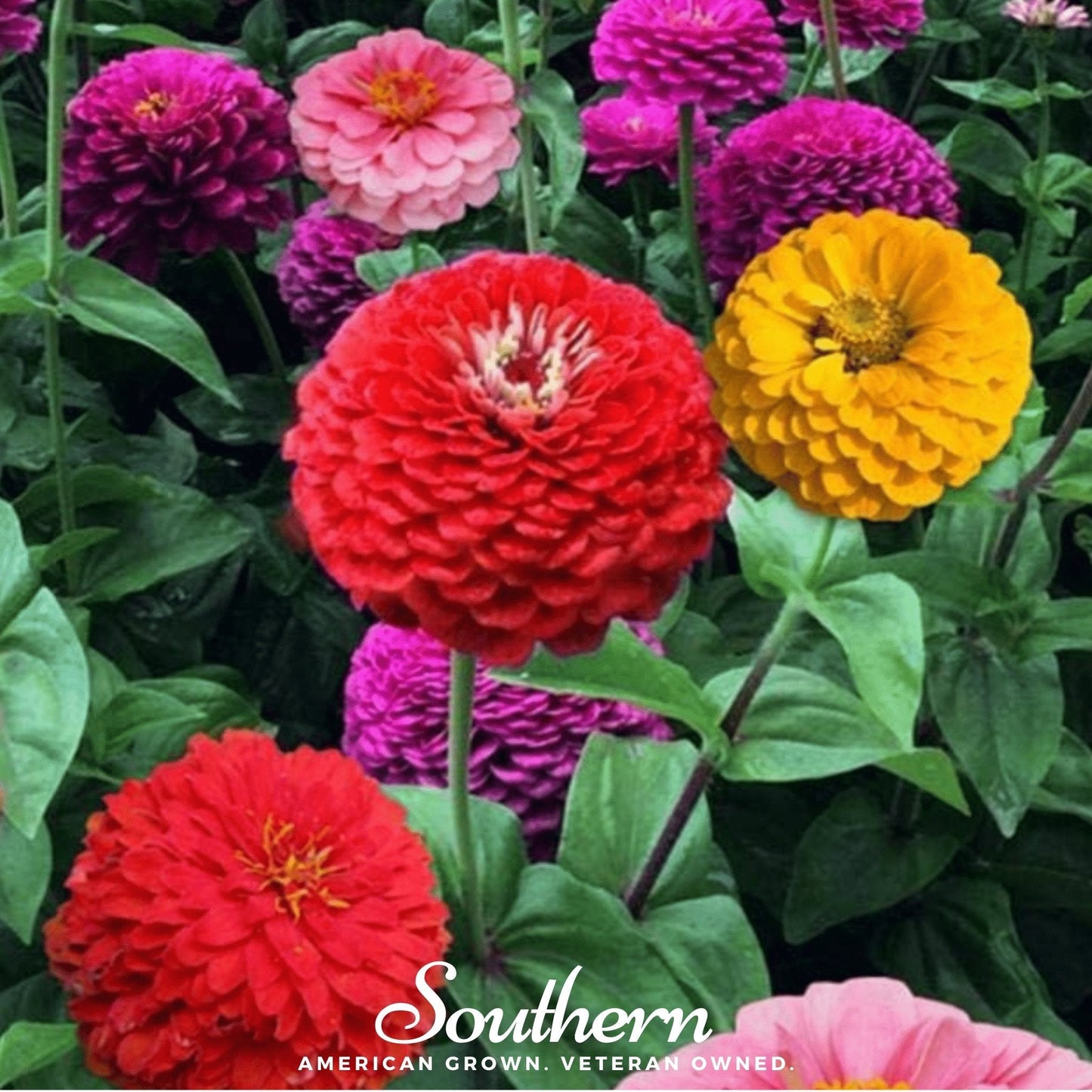 California Giants Zinnia ā 100 Seeds