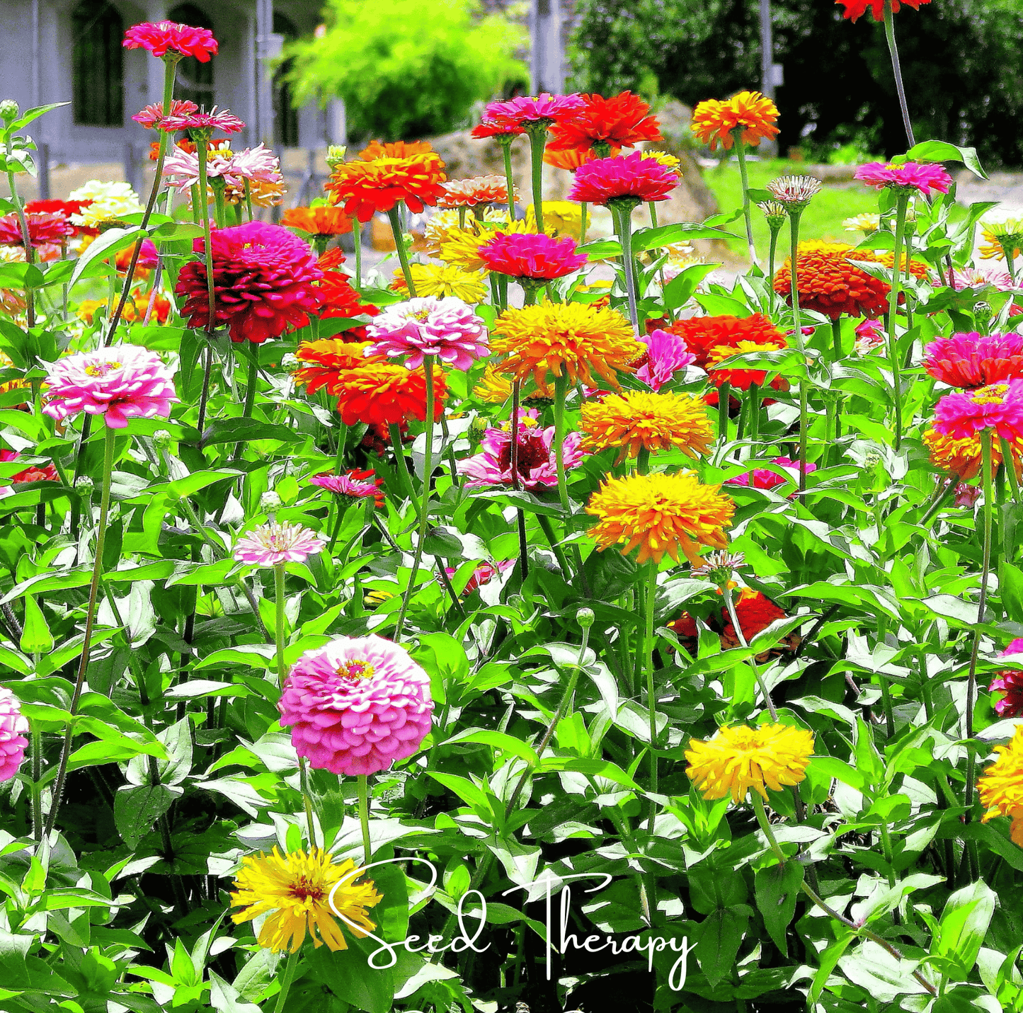 California Giants Zinnia ā 100 Seeds