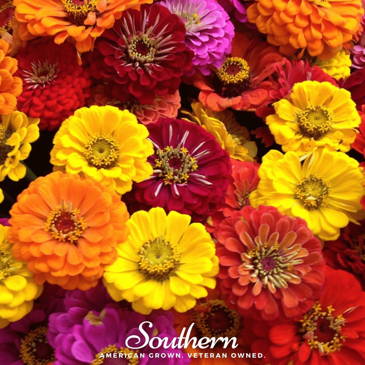 California Giants Zinnia ā 100 Seeds