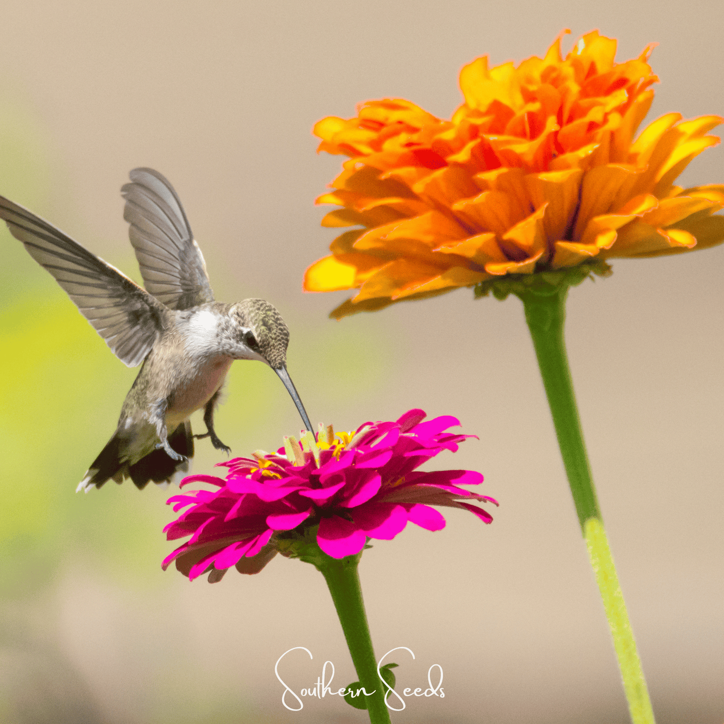 California Giants Zinnia ā 100 Seeds