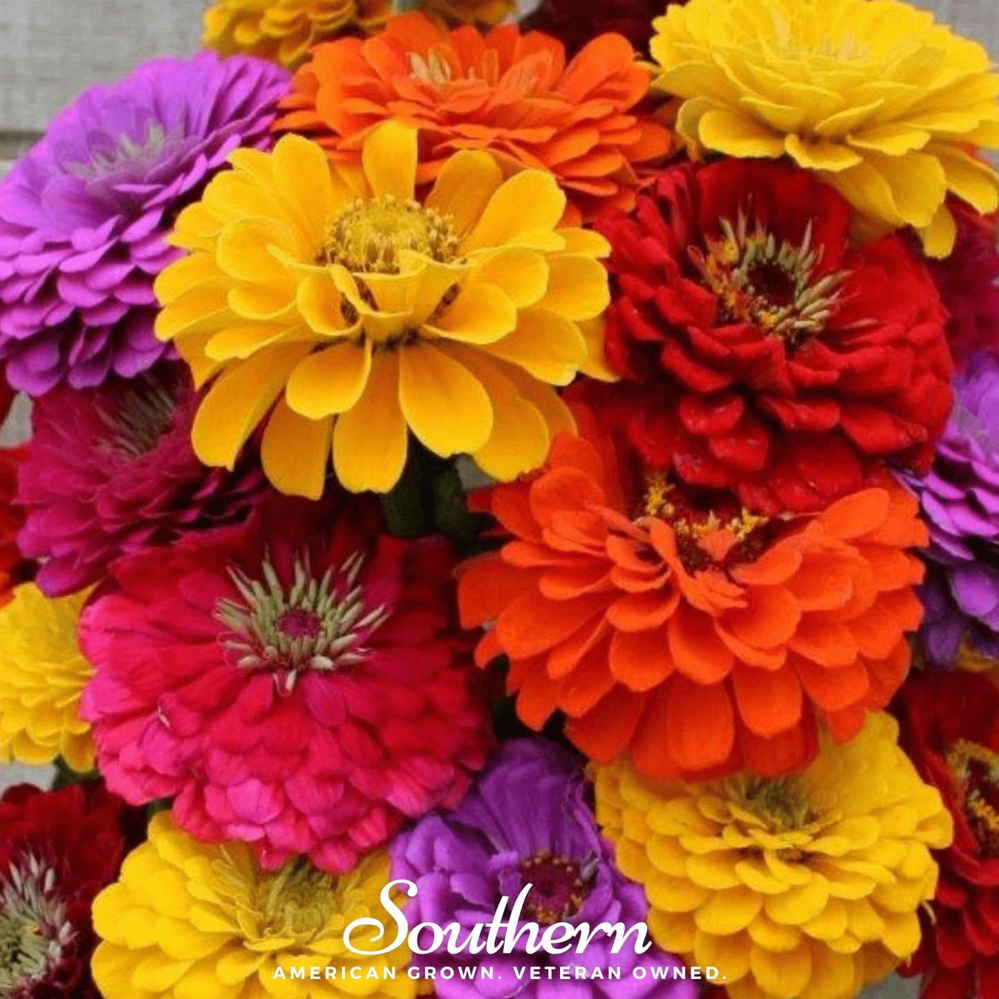 California Giants Zinnia ā 100 Seeds