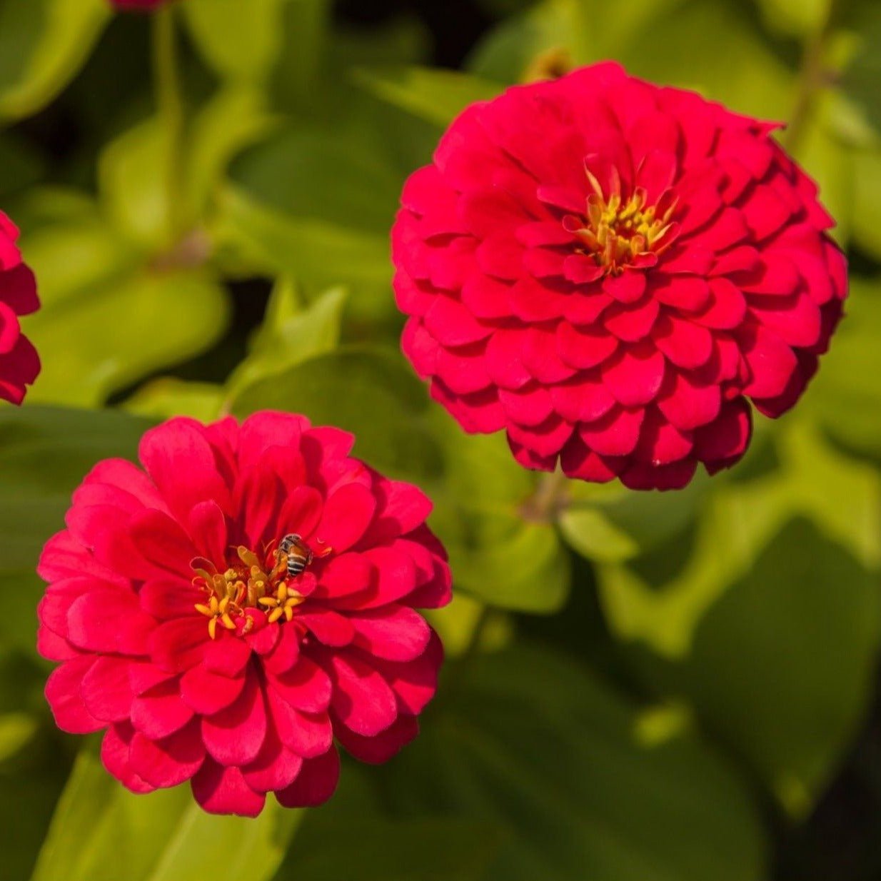 Cherry Queen Zinnia ā 100 Seeds