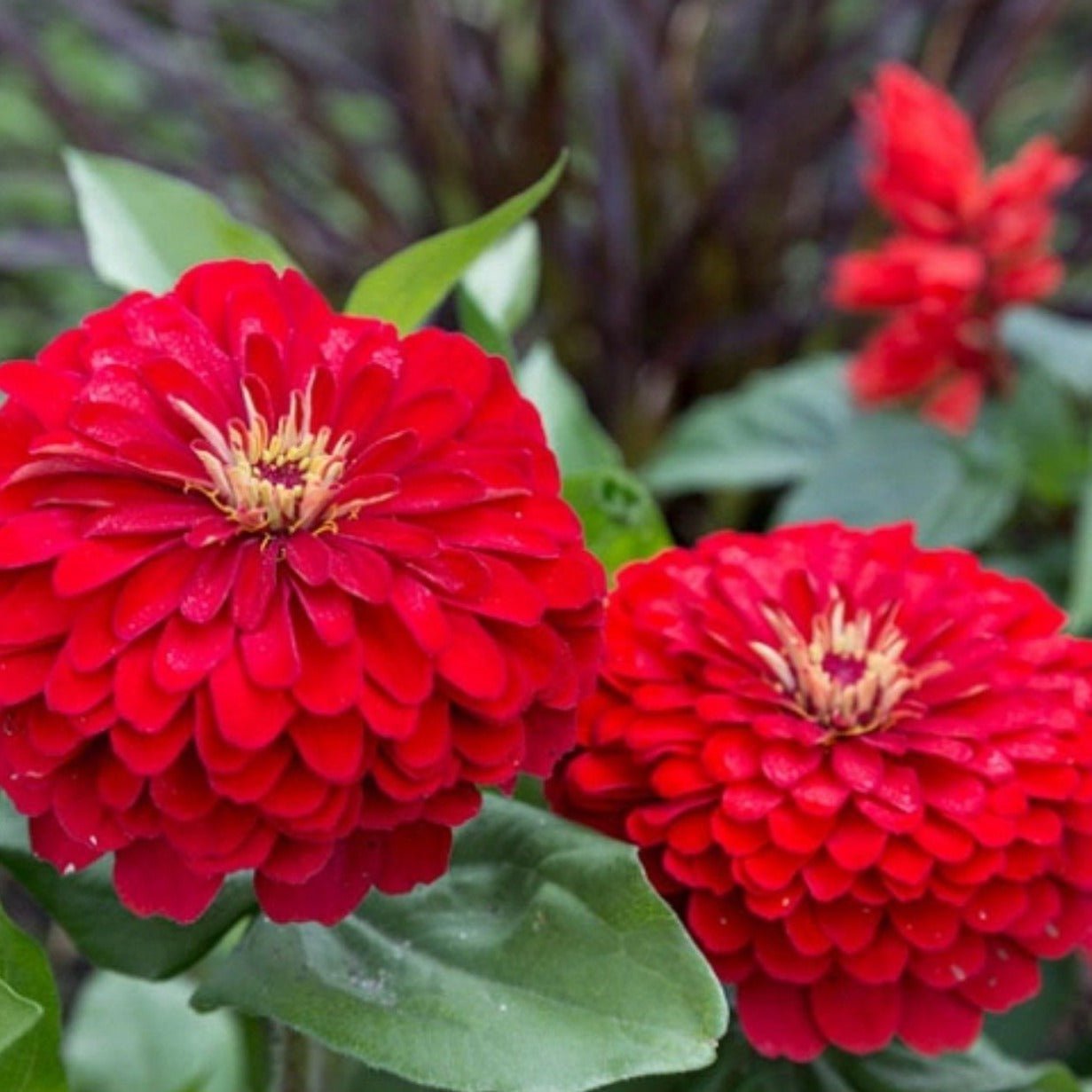 Cherry Queen Zinnia ā 100 Seeds