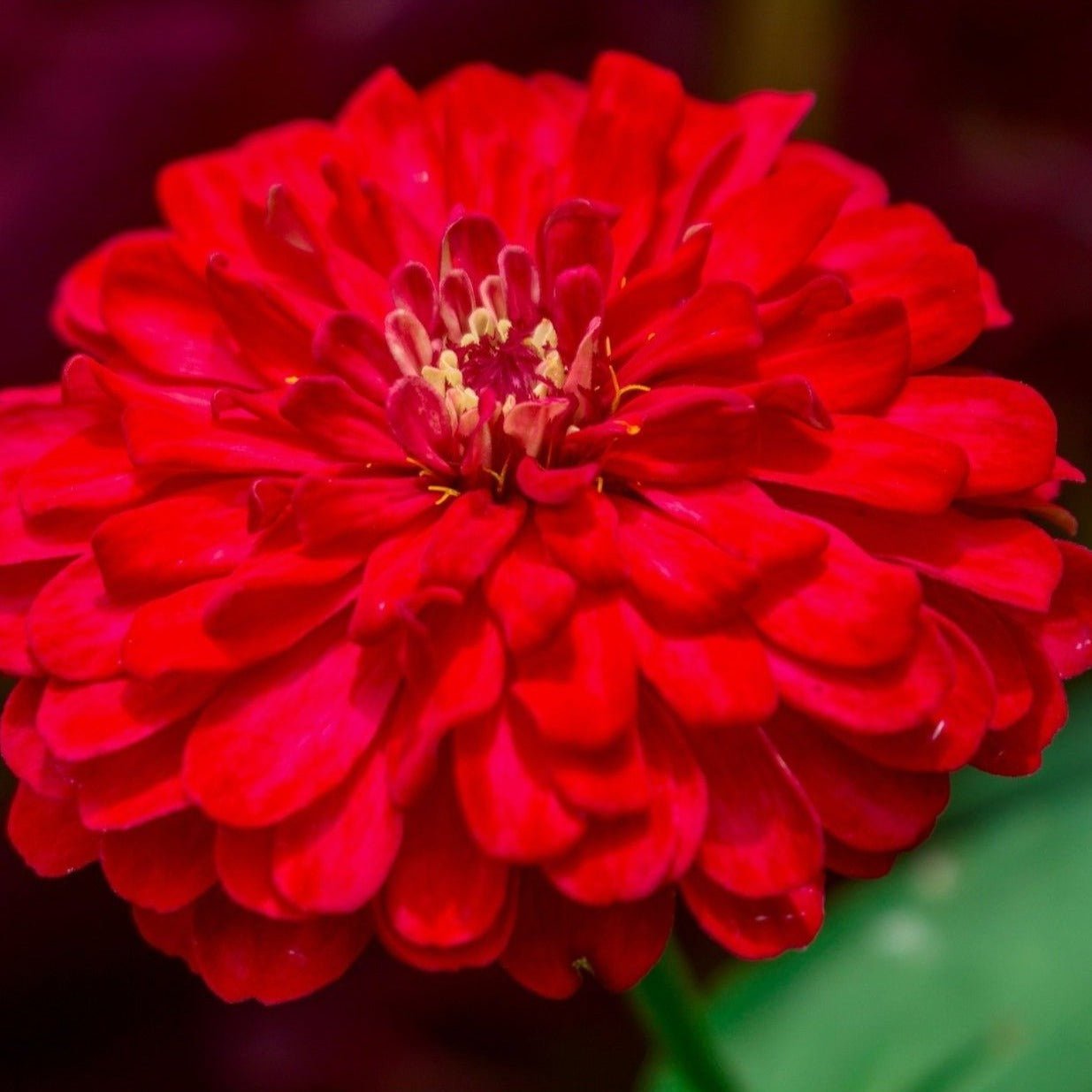 Cherry Queen Zinnia ā 100 Seeds