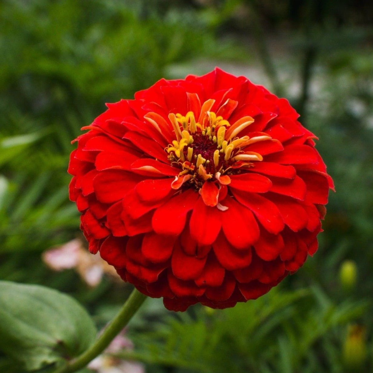 Cherry Queen Zinnia ā 100 Seeds