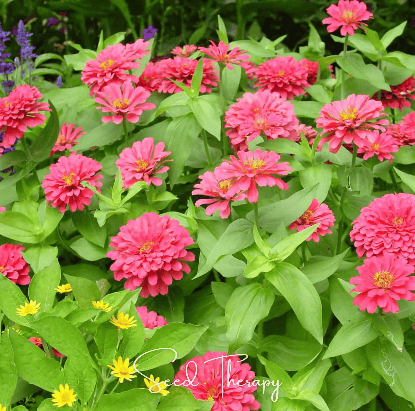 Coral Zinnia ā 100 Seeds