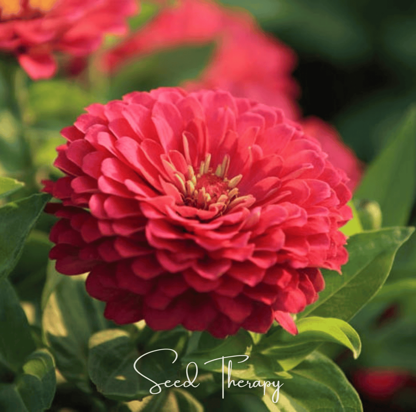 Coral Zinnia ā 100 Seeds