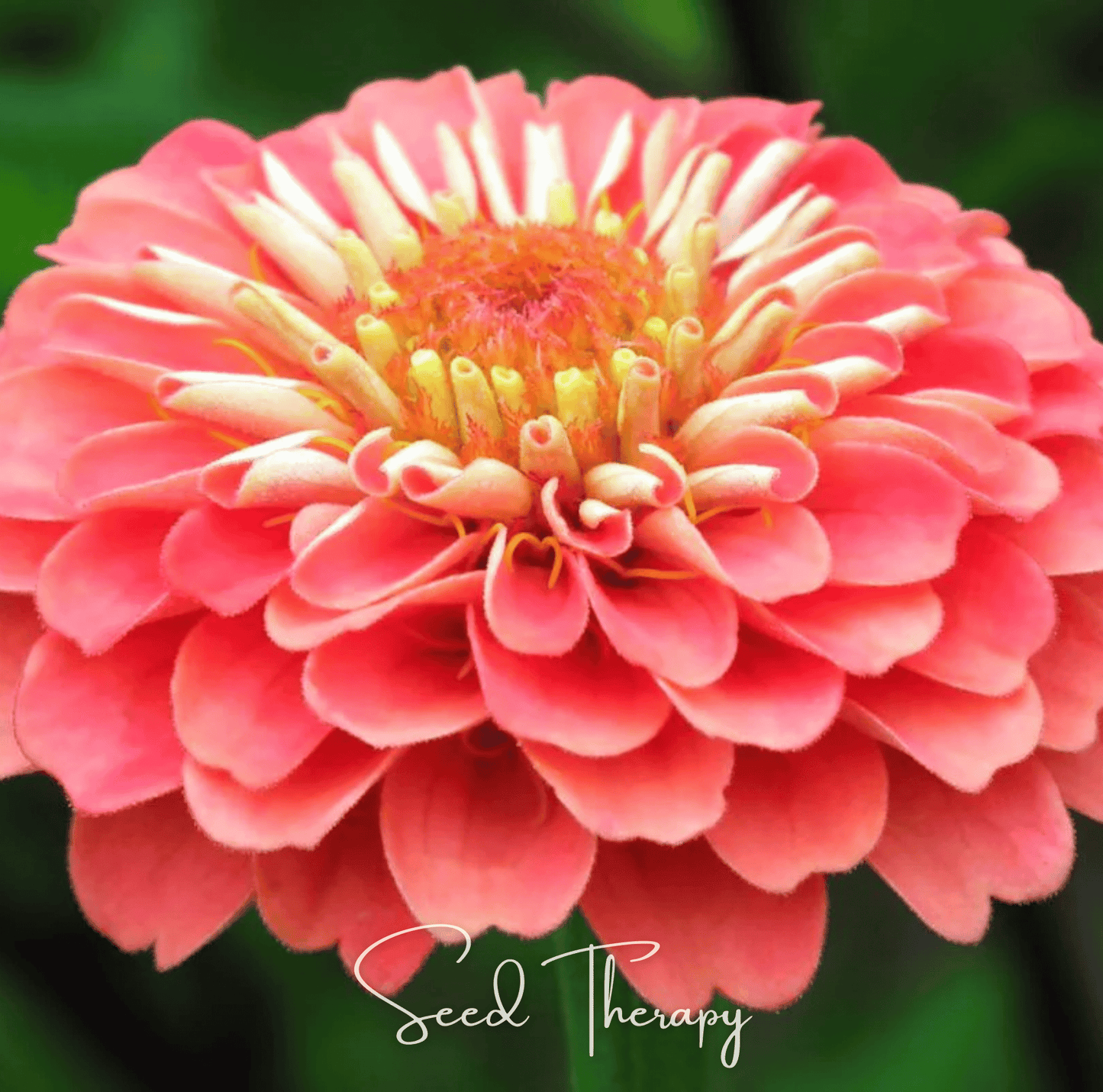 Coral Zinnia ā 100 Seeds