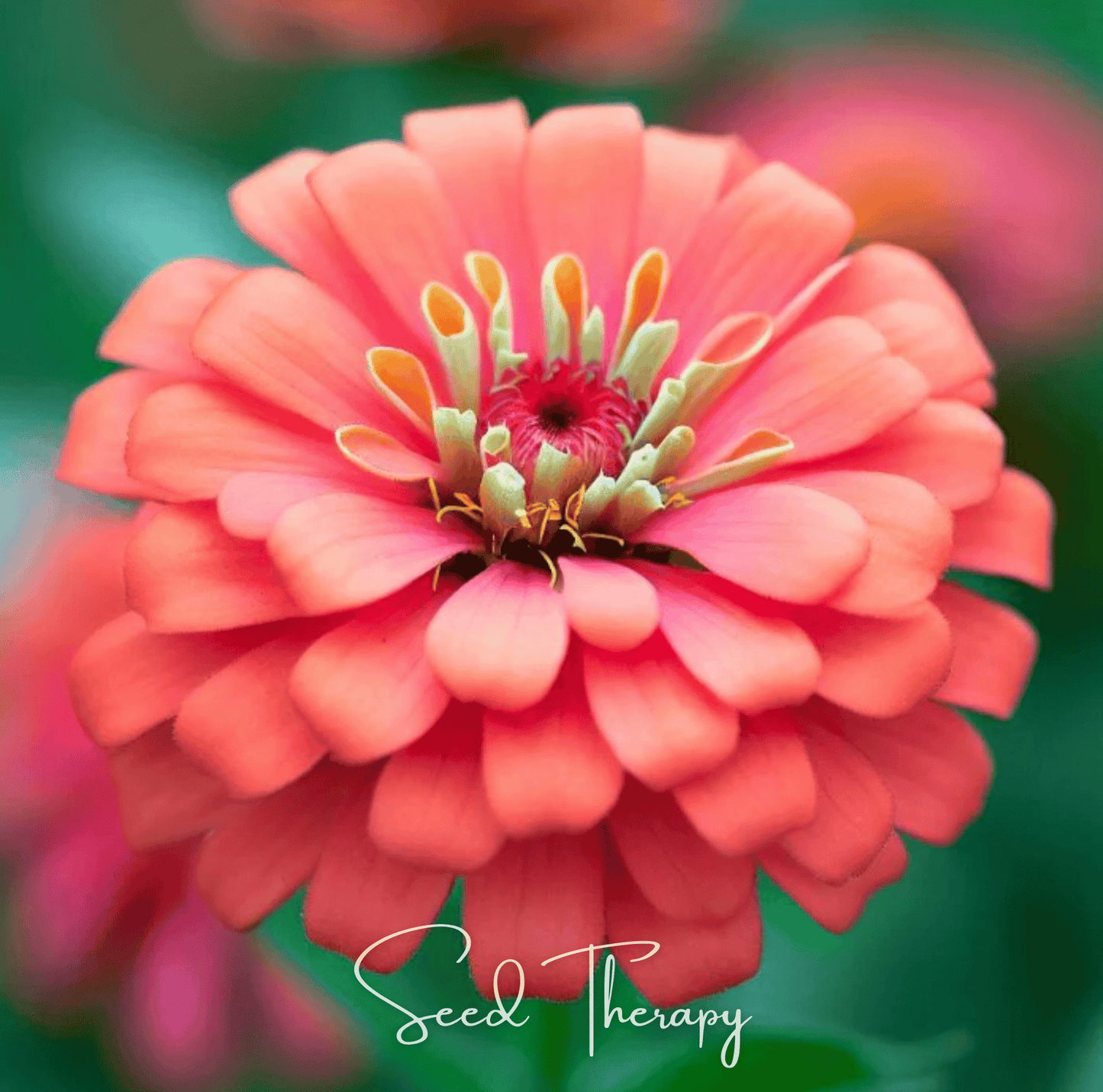 Coral Zinnia ā 100 Seeds