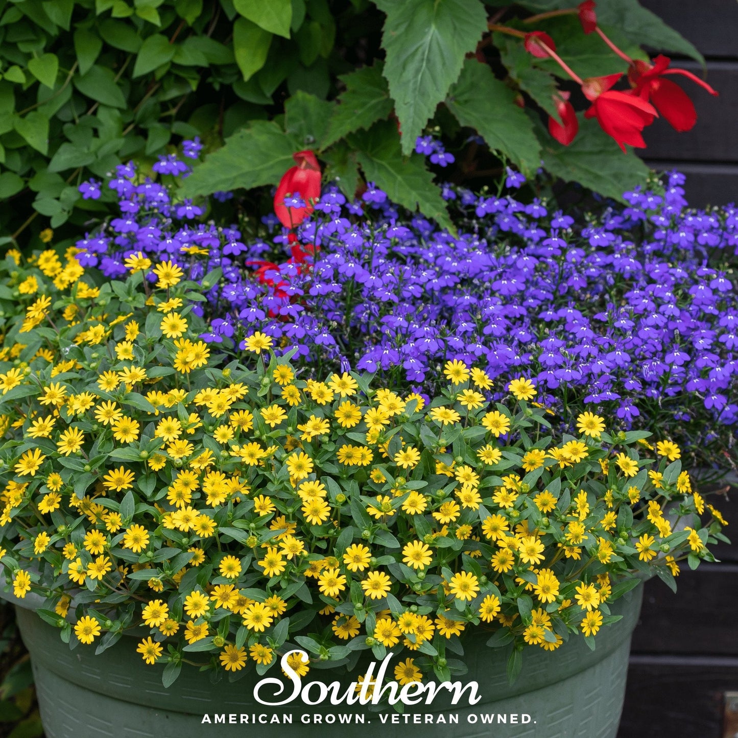 Creeping Zinnia ā 100 Seeds