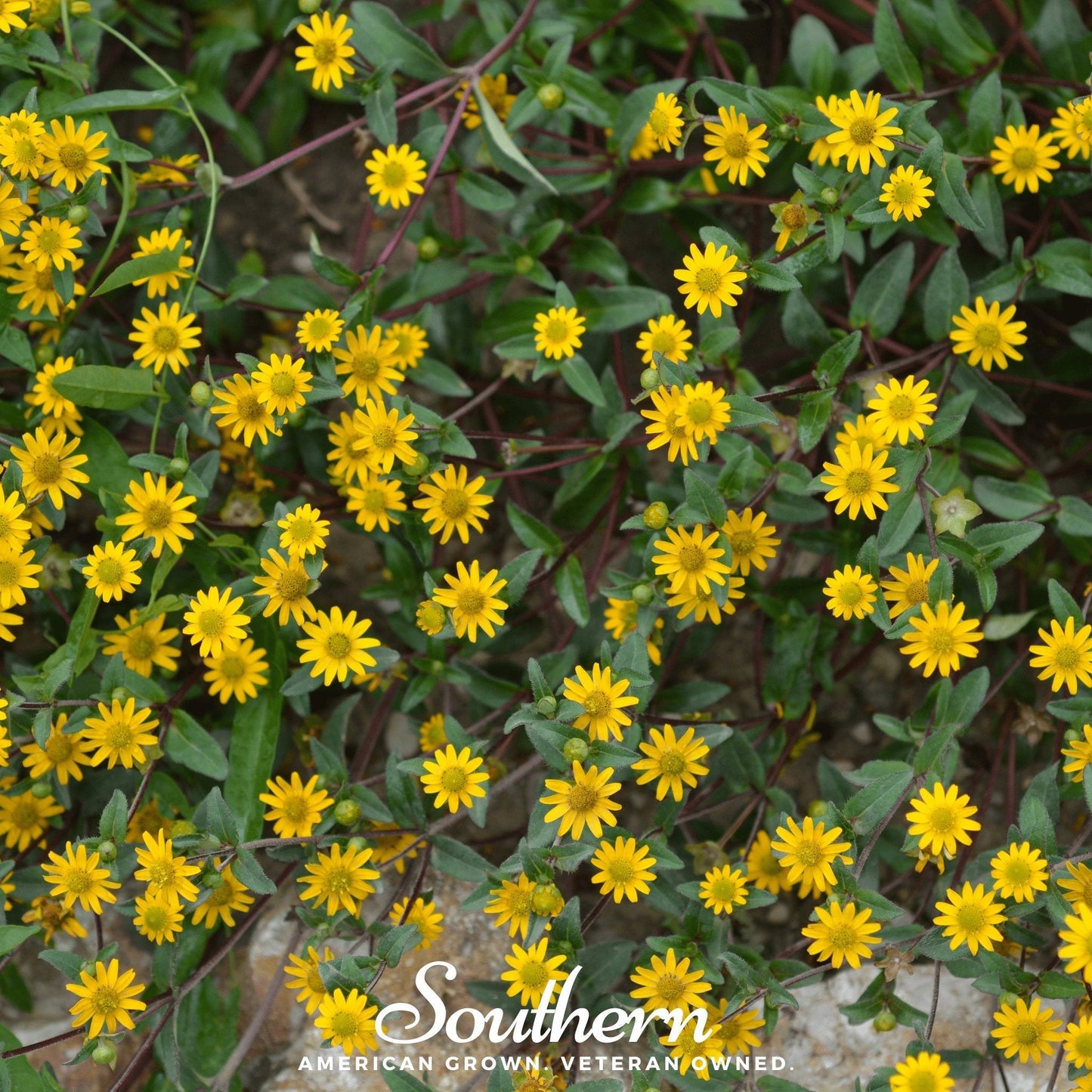 Creeping Zinnia ā 100 Seeds