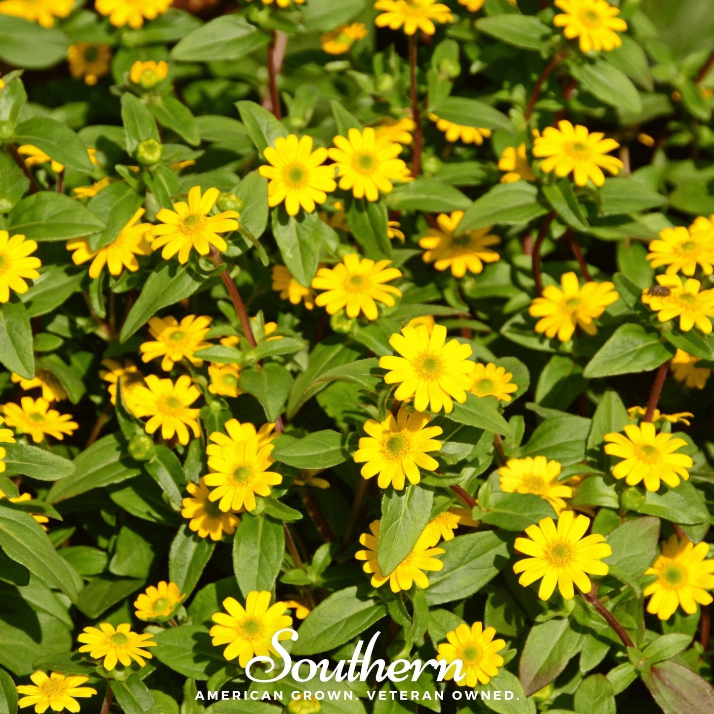 Creeping Zinnia ā 100 Seeds