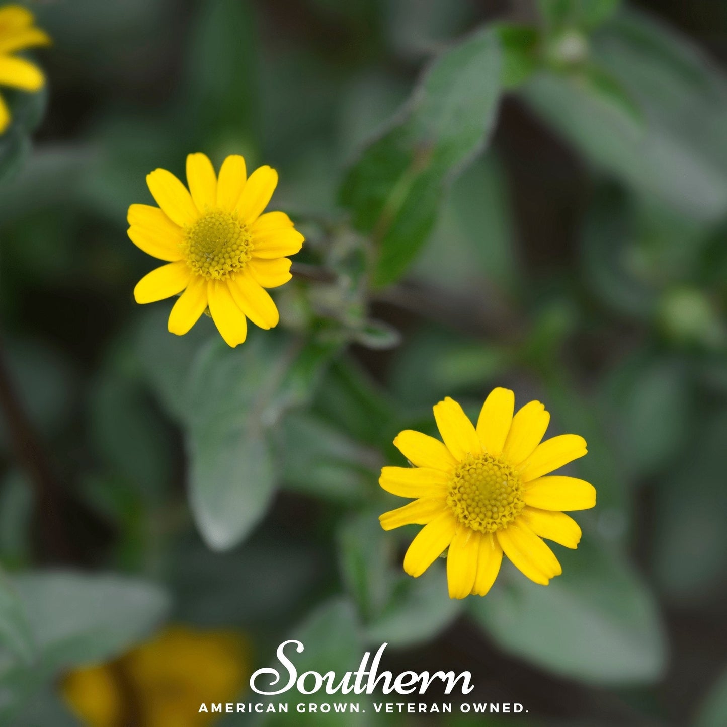 Creeping Zinnia ā 100 Seeds