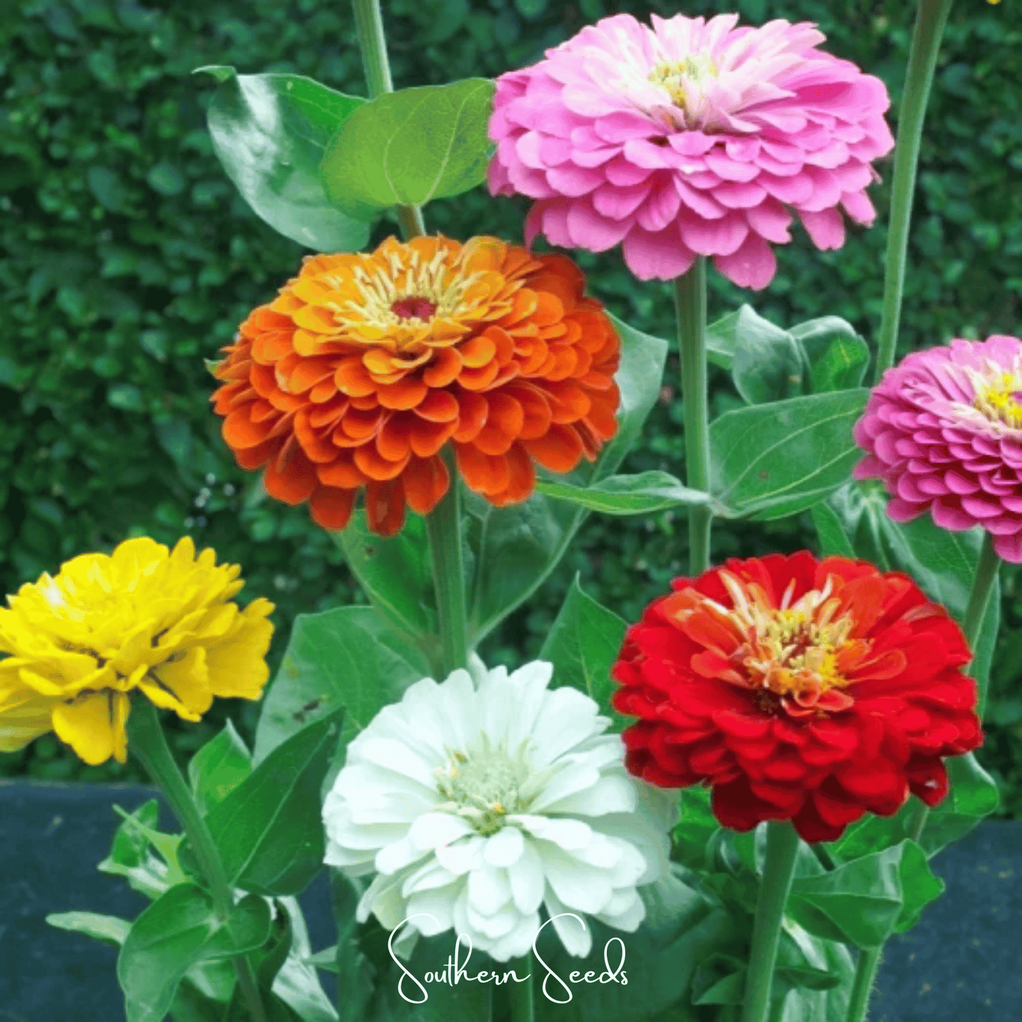 Dahlia Flowered Zinnia ā 100 Seeds