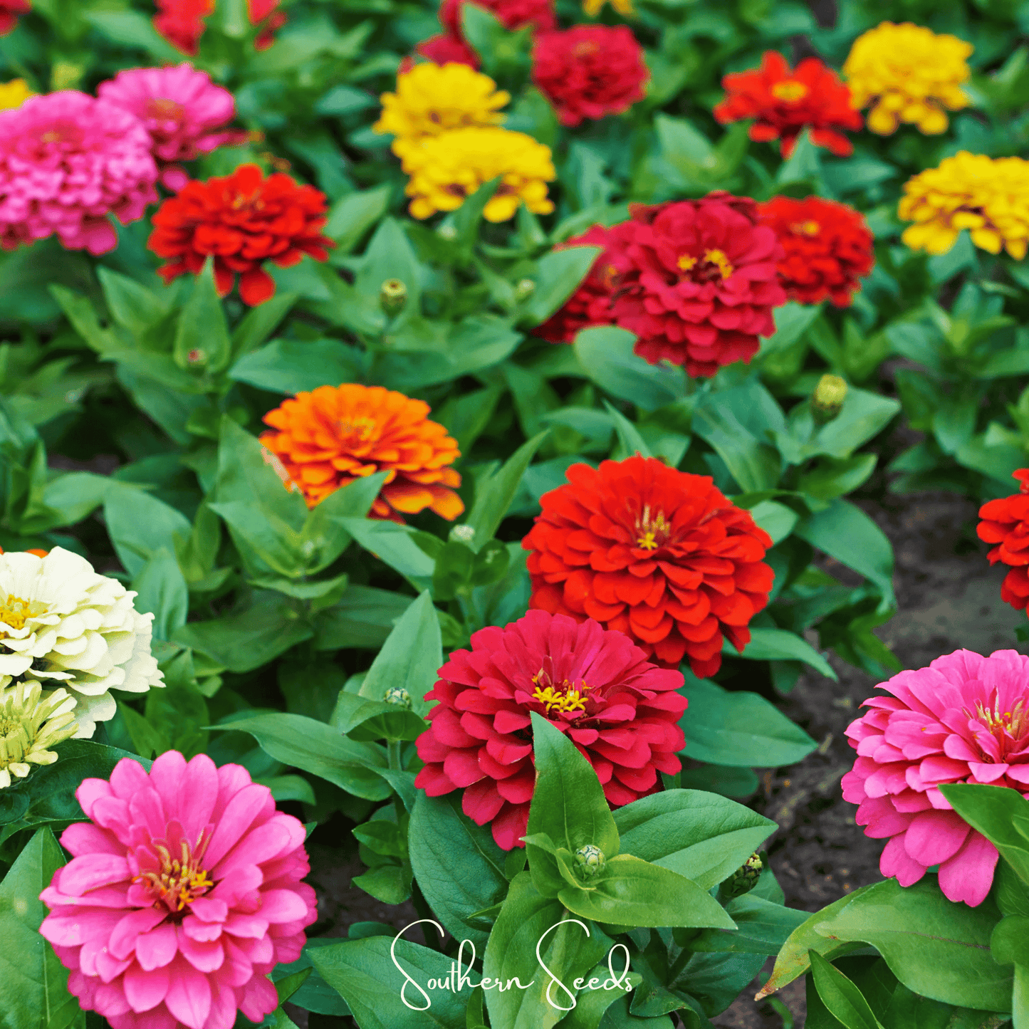 Dahlia Flowered Zinnia ā 100 Seeds
