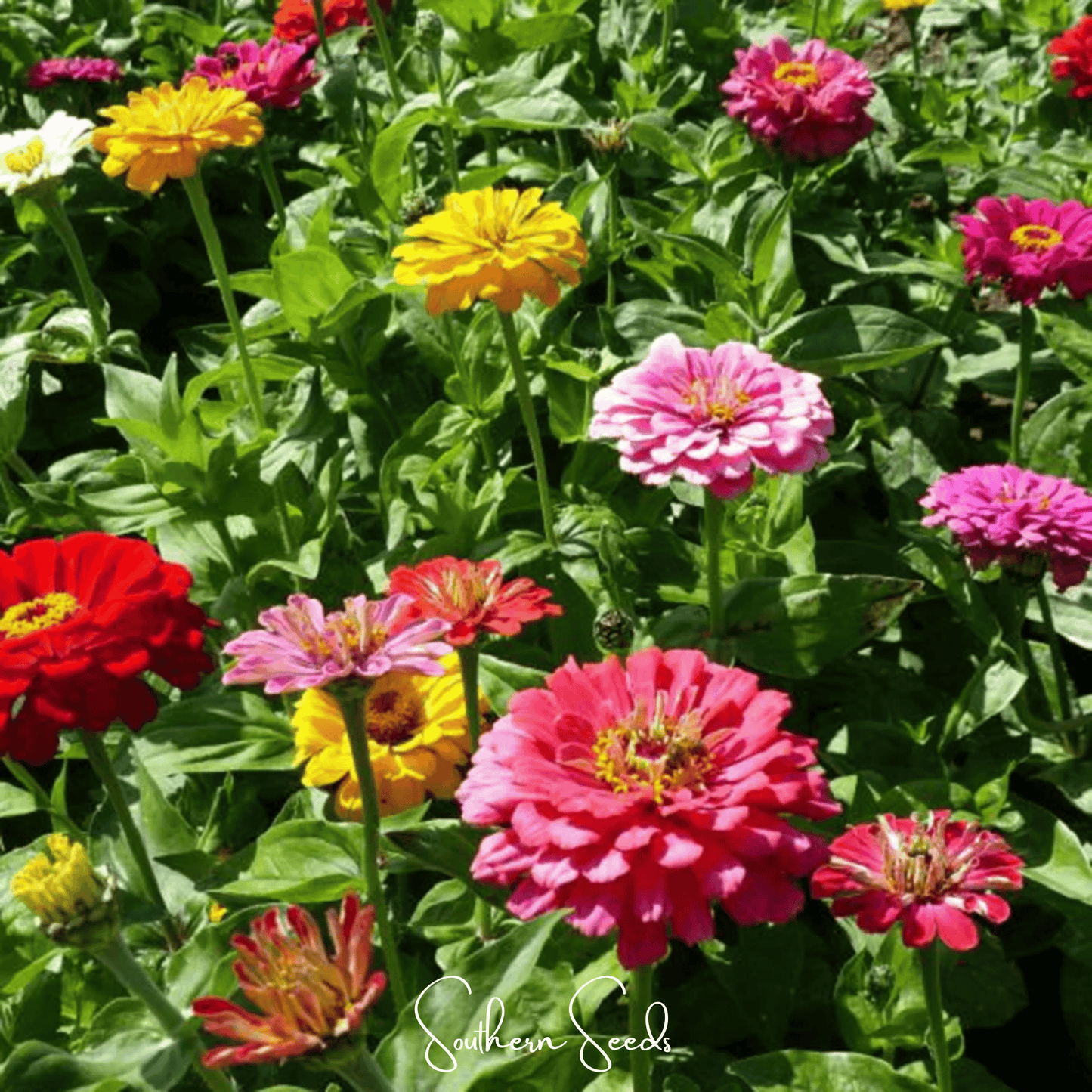 Dahlia Flowered Zinnia ā 100 Seeds