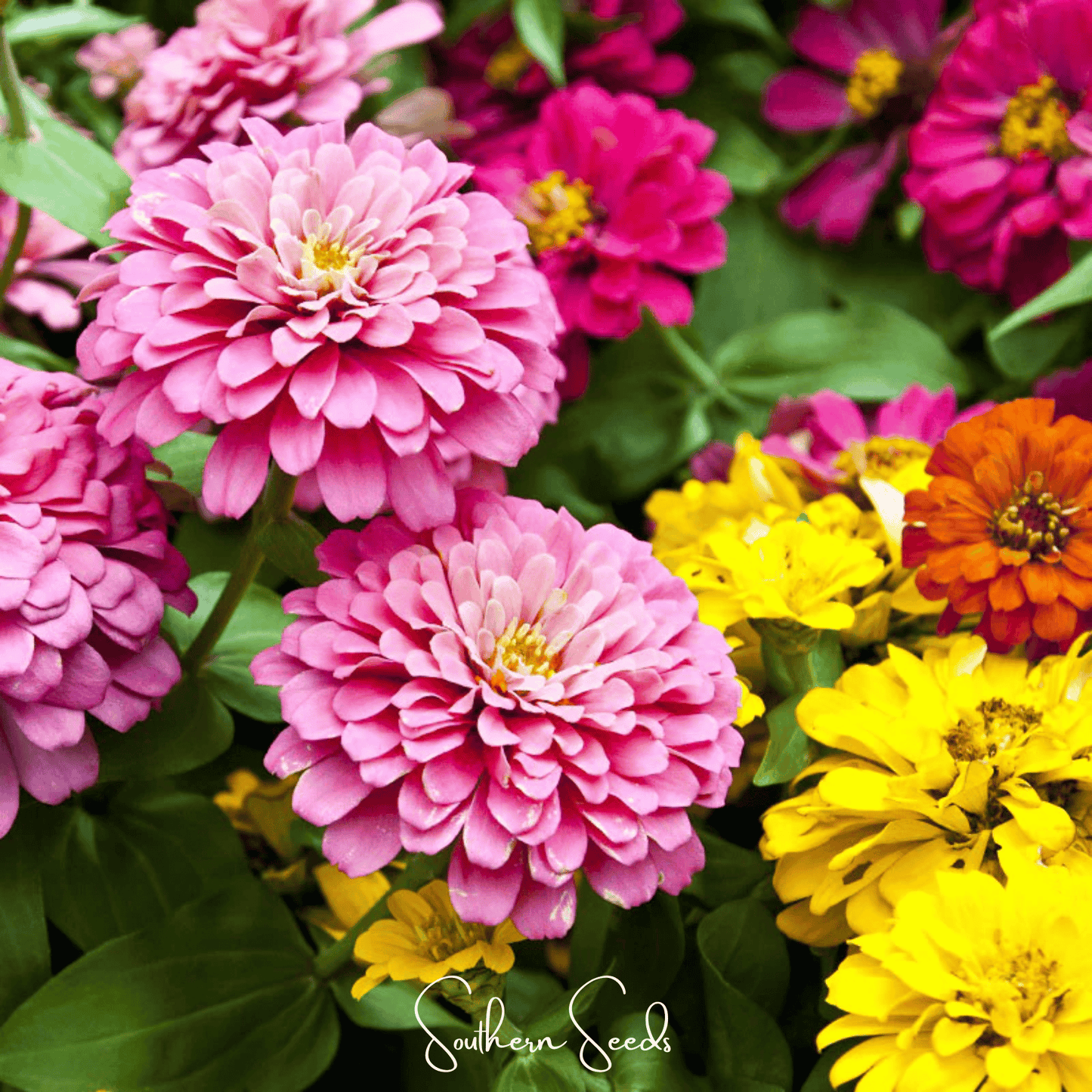 Dahlia Flowered Zinnia ā 100 Seeds