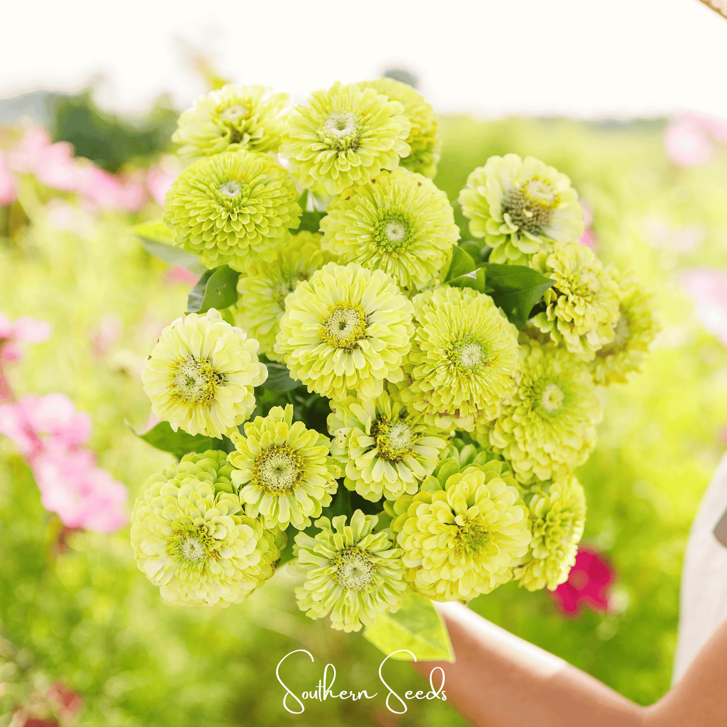 Envy Green Zinnia ā 25 Seeds