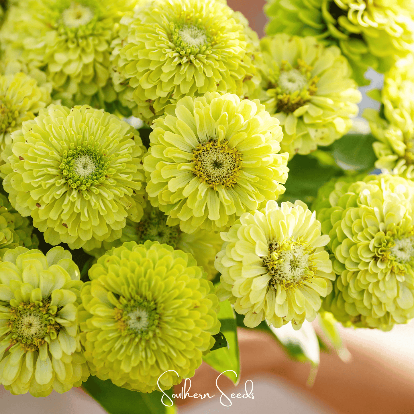 Envy Green Zinnia ā 25 Seeds