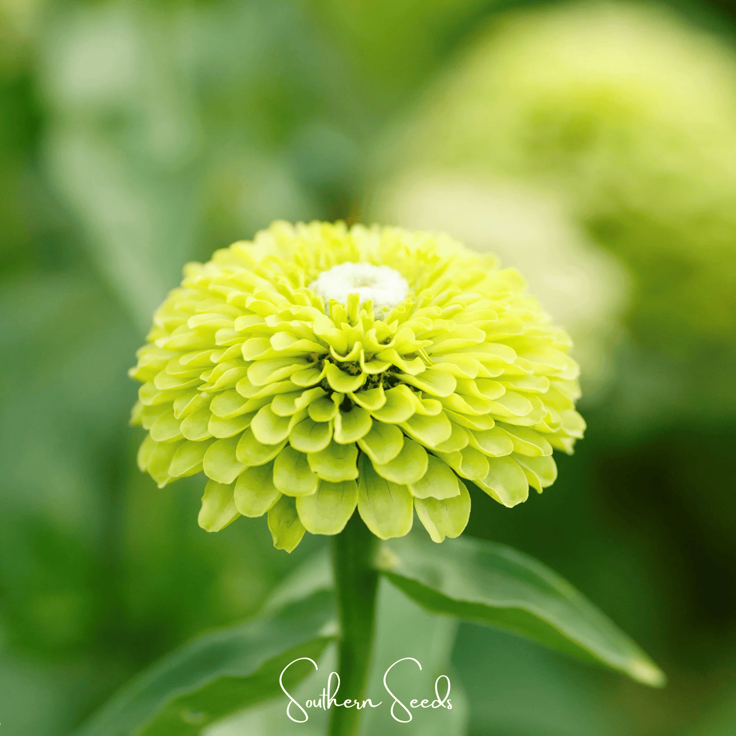 Envy Green Zinnia ā 25 Seeds