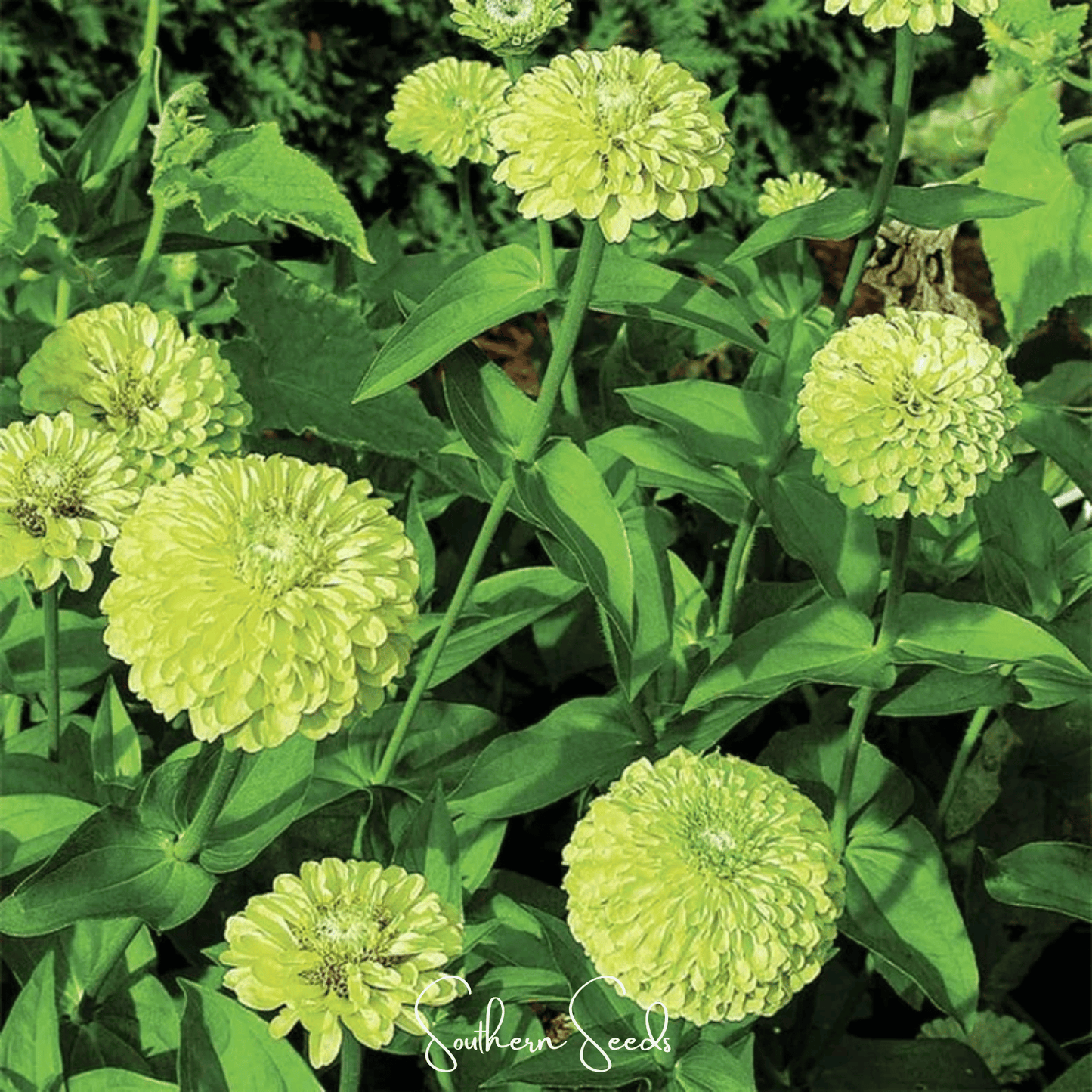 Envy Green Zinnia ā 25 Seeds