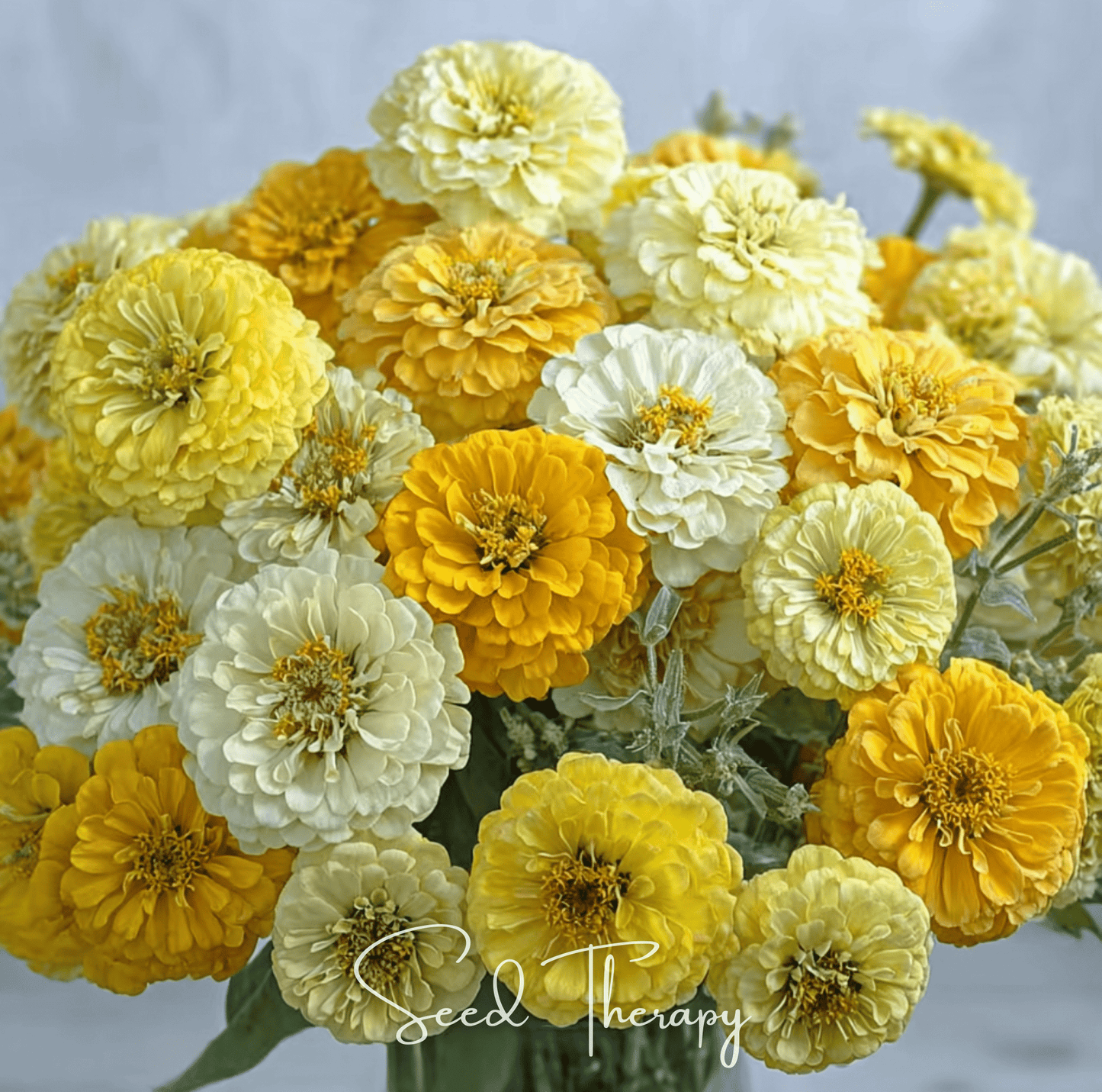 Lemon Meringue Zinnia ā 100 Seeds
