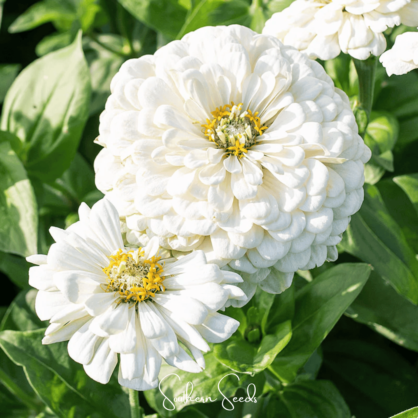 Lemon Meringue Zinnia ā 100 Seeds
