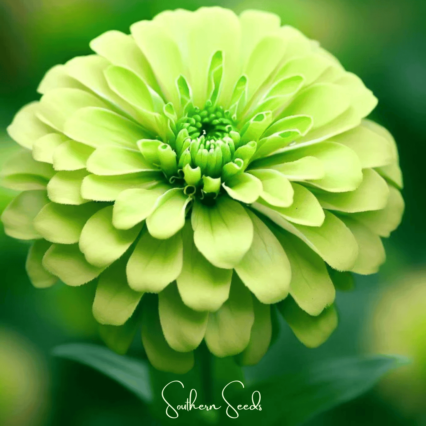 Lemon Meringue Zinnia ā 100 Seeds
