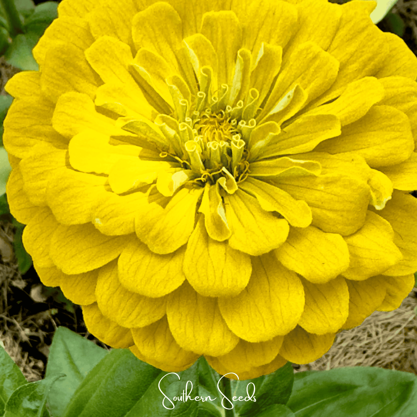 Lemon Meringue Zinnia ā 100 Seeds