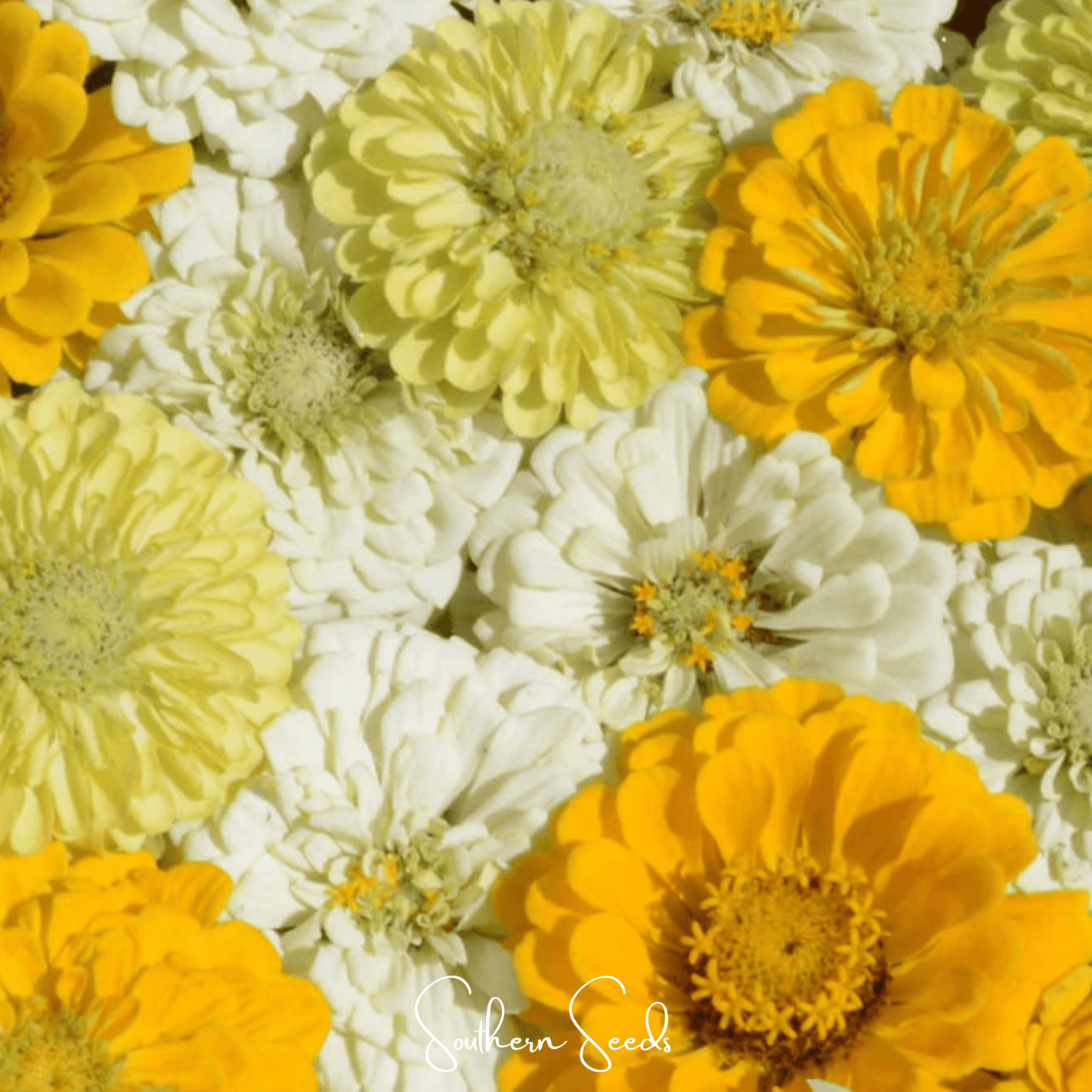 Lemon Meringue Zinnia ā 100 Seeds