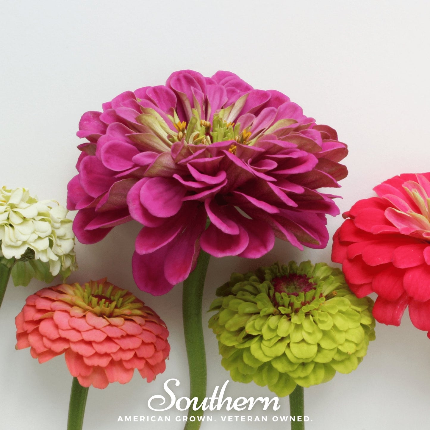 Lilliput Zinnia ā 100 Seeds