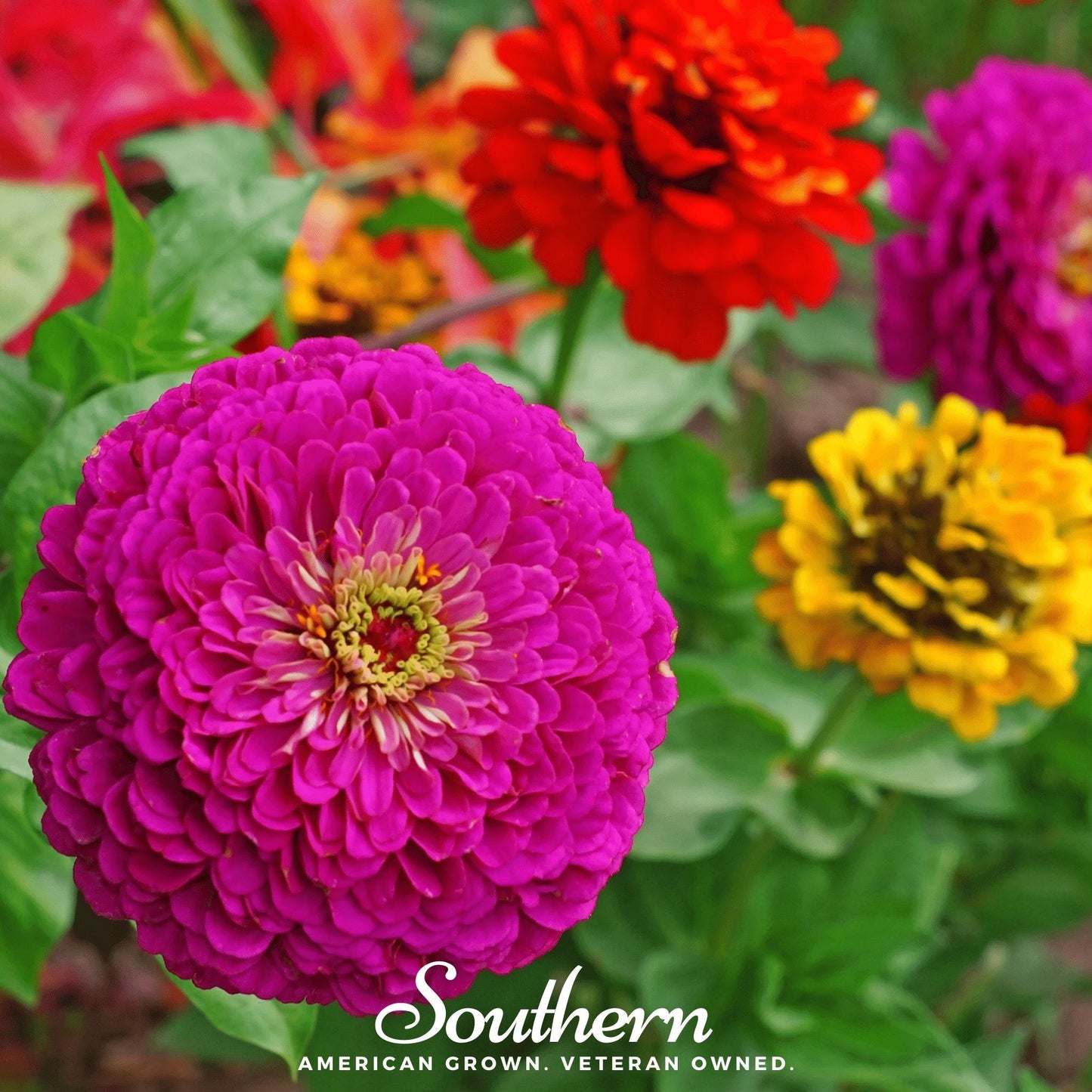 Lilliput Zinnia ā 100 Seeds