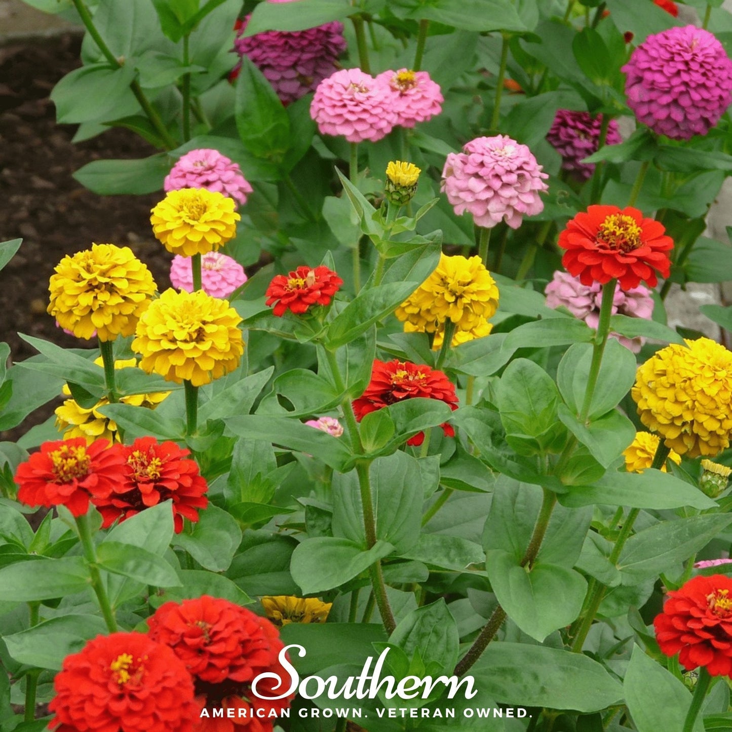 Lilliput Zinnia ā 100 Seeds