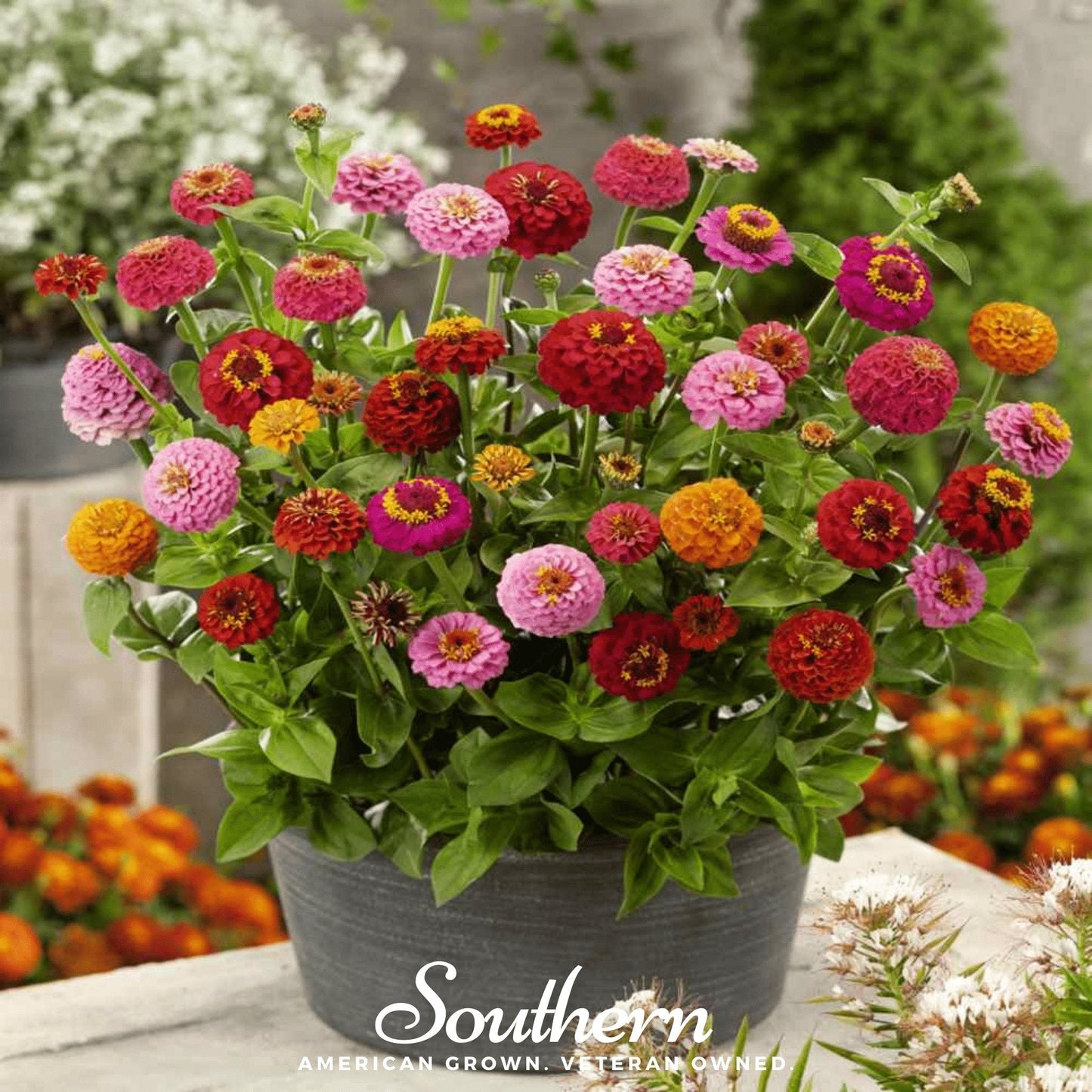 Lilliput Zinnia ā 100 Seeds
