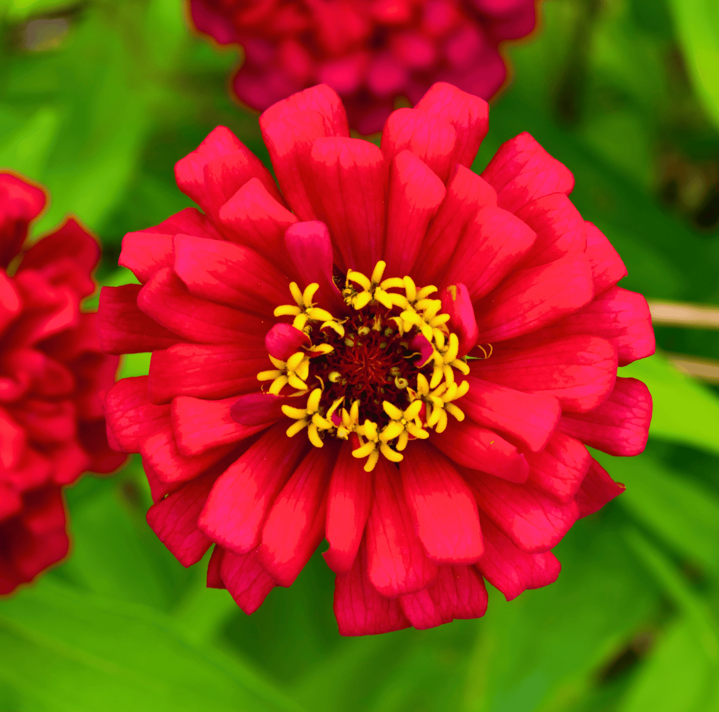 Meteor Zinnia ā 100 Seeds