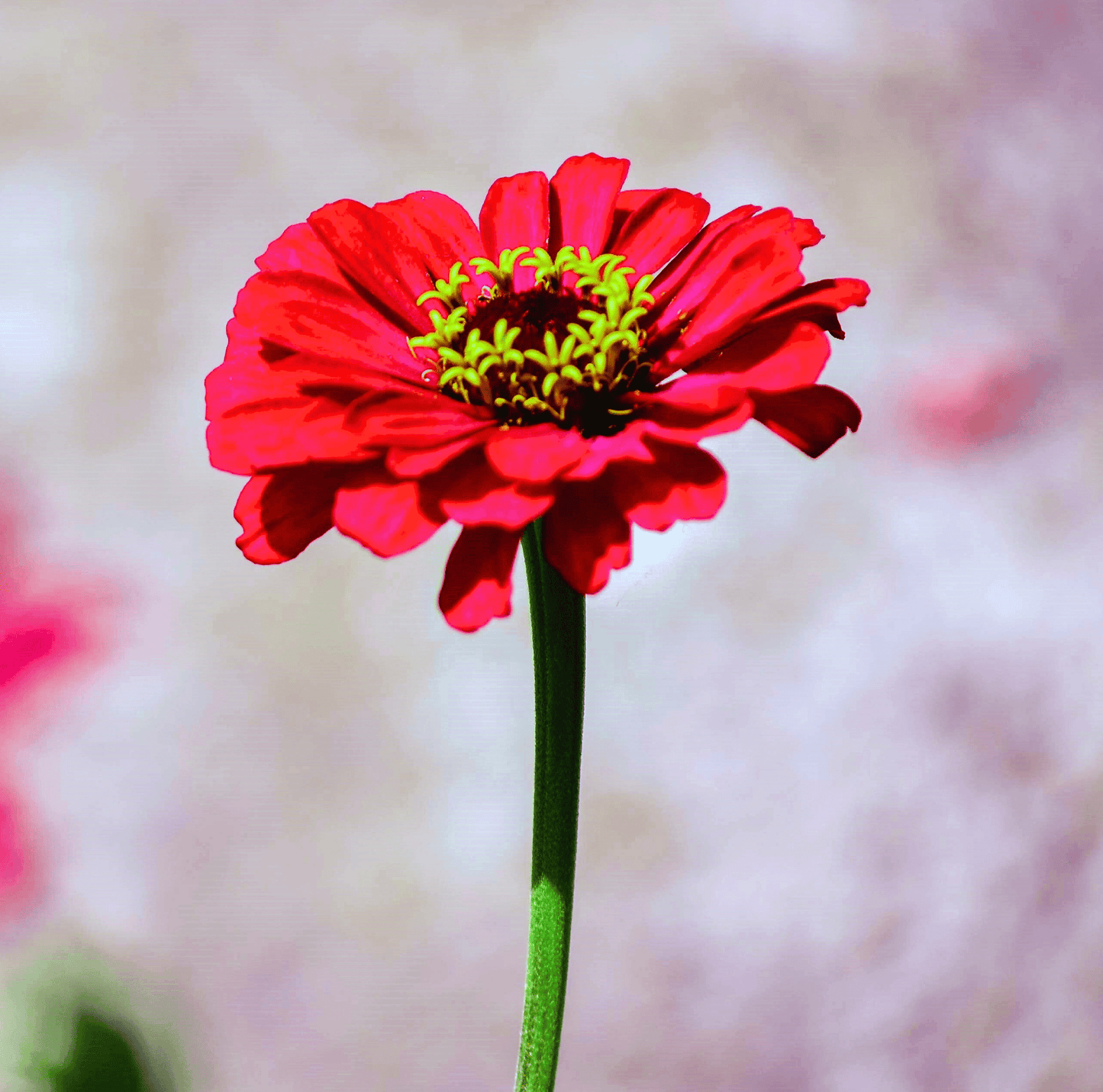 Meteor Zinnia ā 100 Seeds