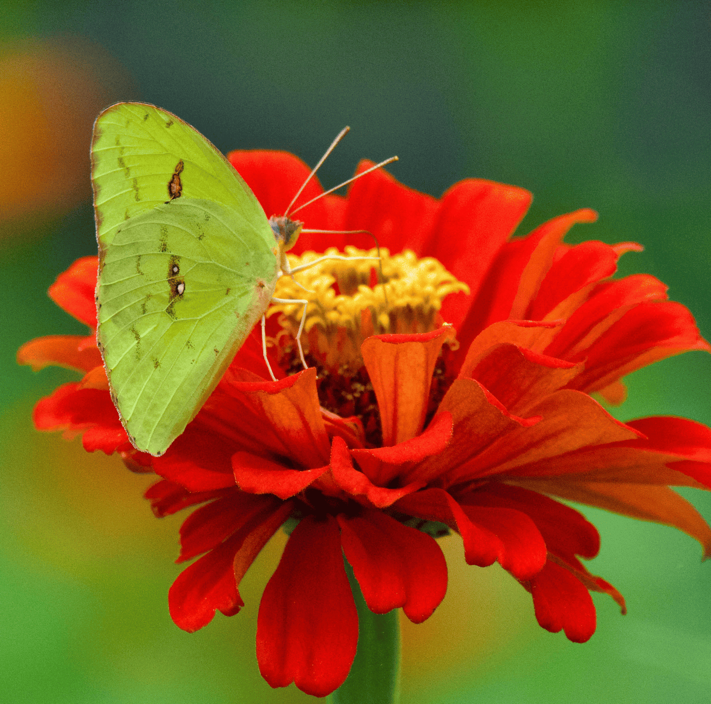 Meteor Zinnia ā 100 Seeds