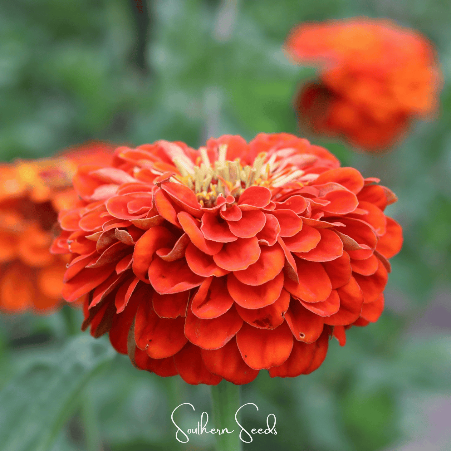 Oriole Zinnia ā 50 Seeds