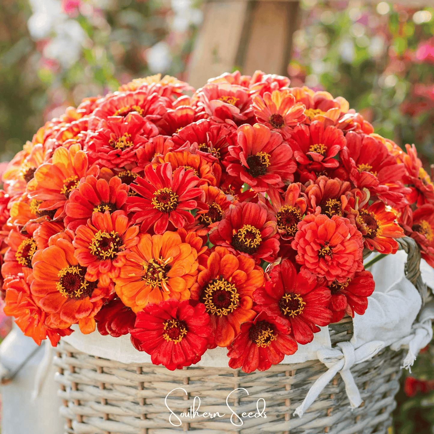 Oriole Zinnia ā 50 Seeds