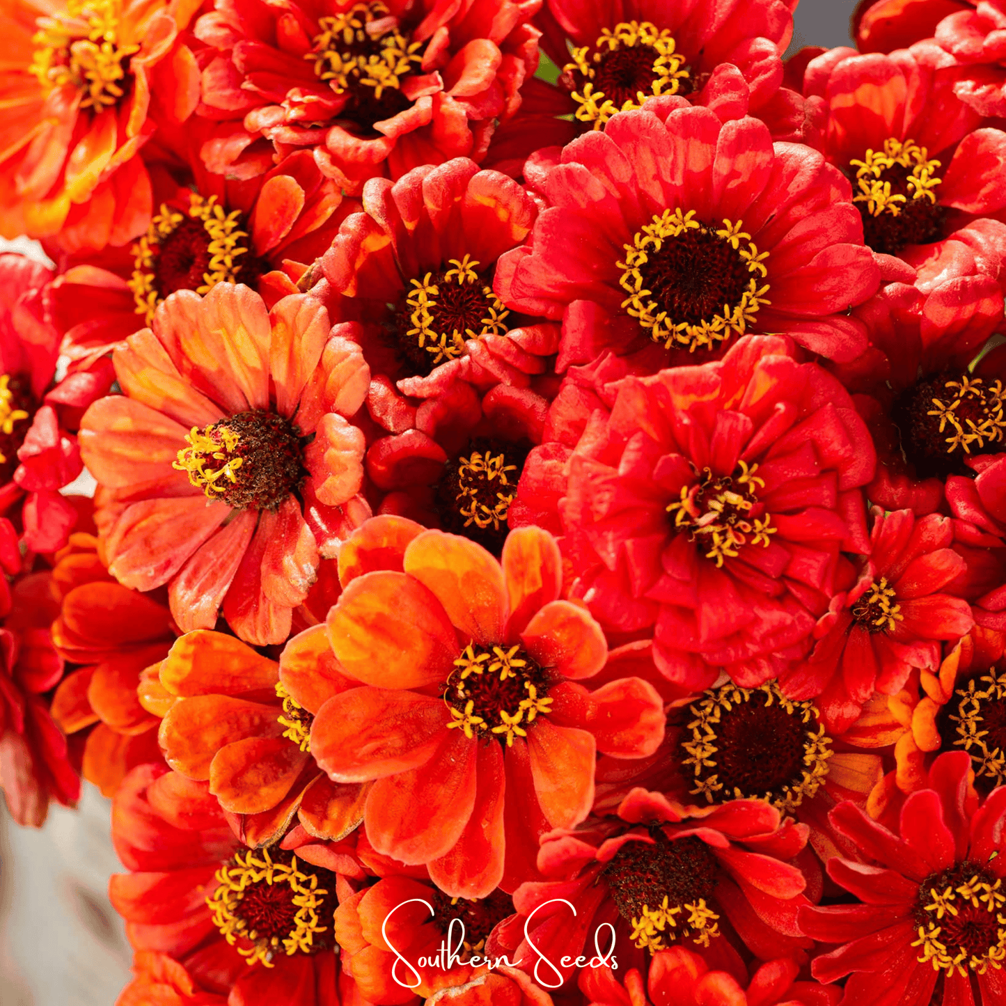 Oriole Zinnia ā 50 Seeds