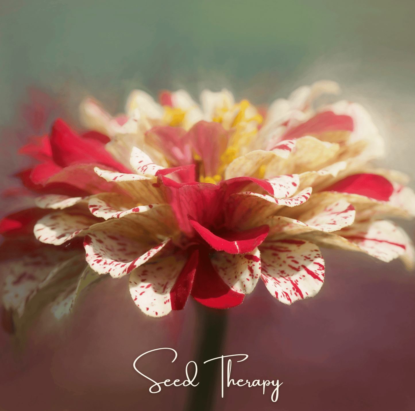 Peppermint Stick Zinnia ā 50 Seeds