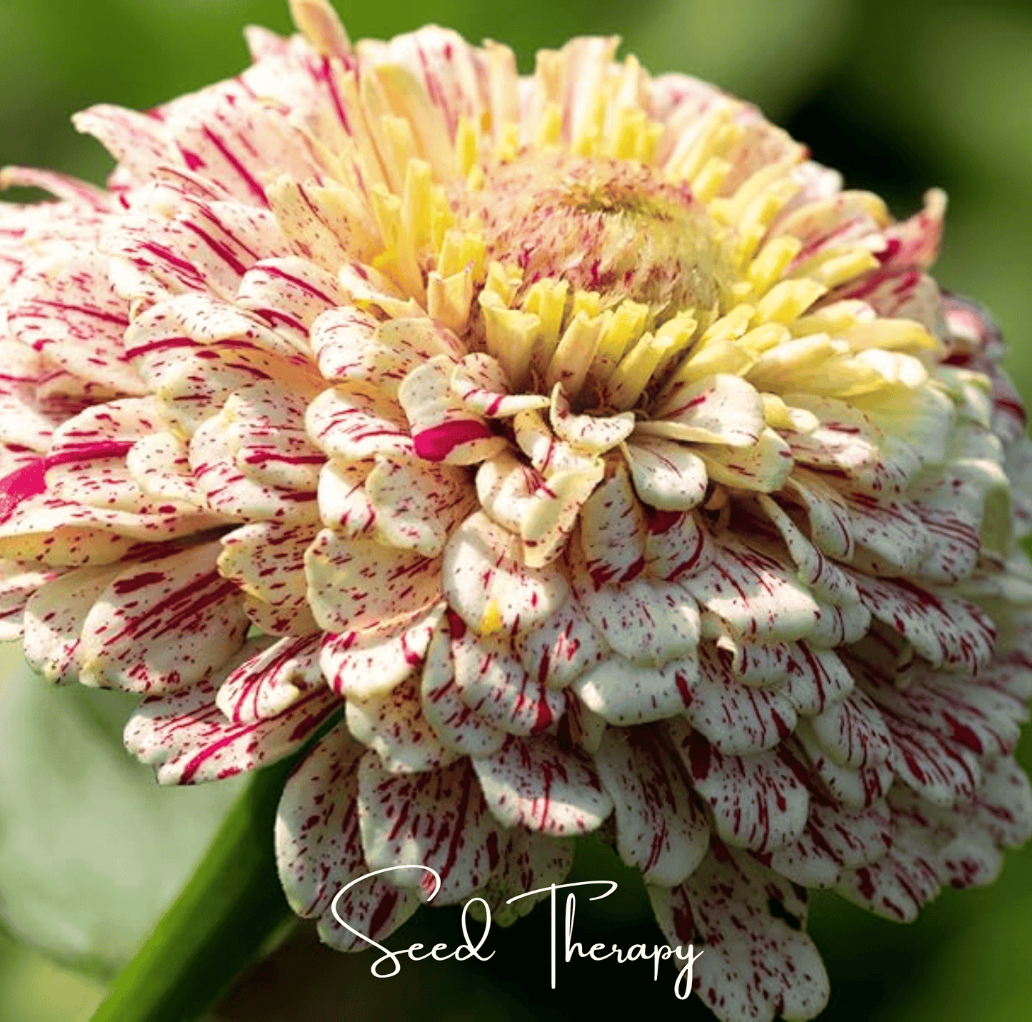 Peppermint Stick Zinnia ā 50 Seeds