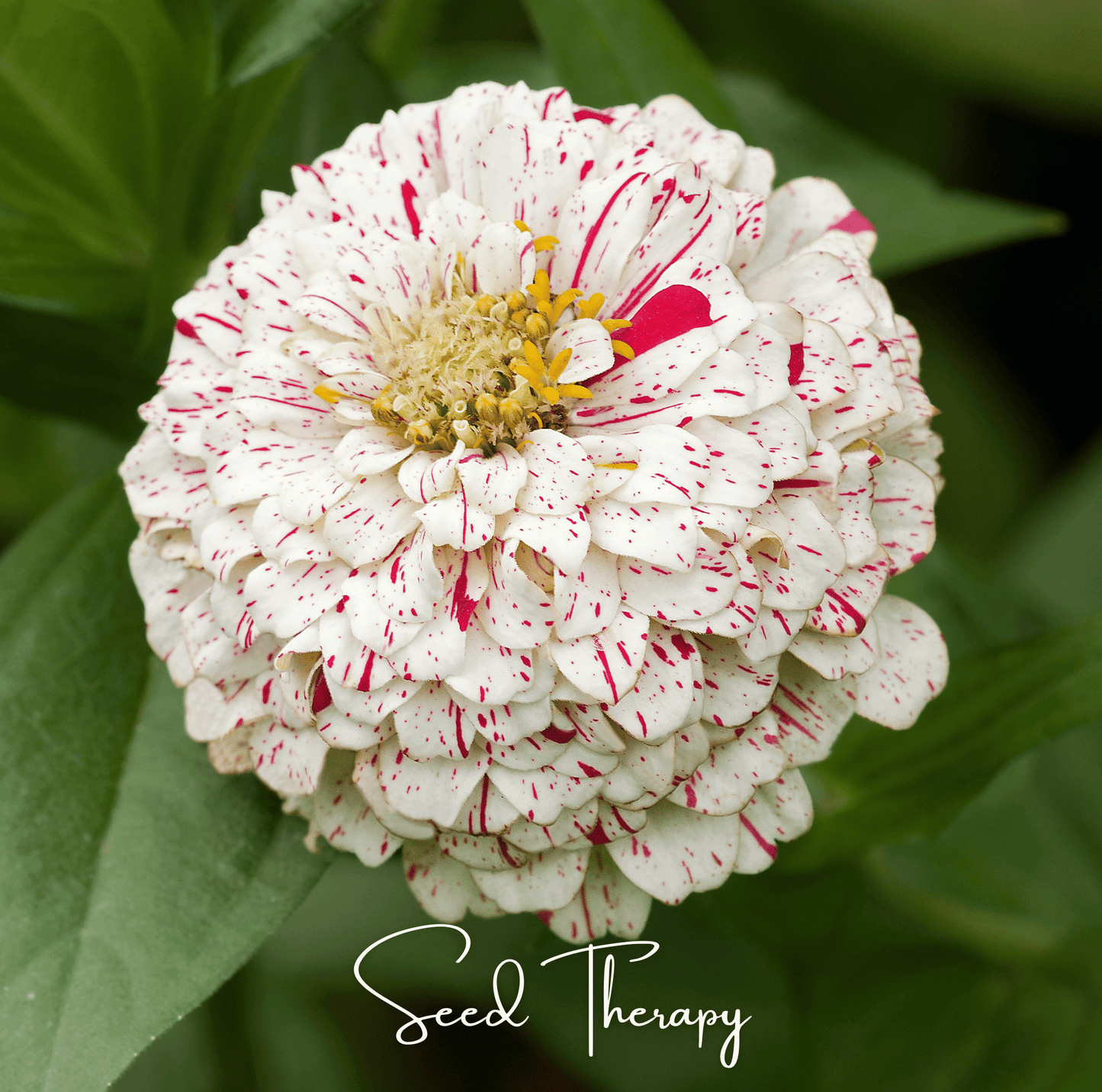 Peppermint Stick Zinnia ā 50 Seeds