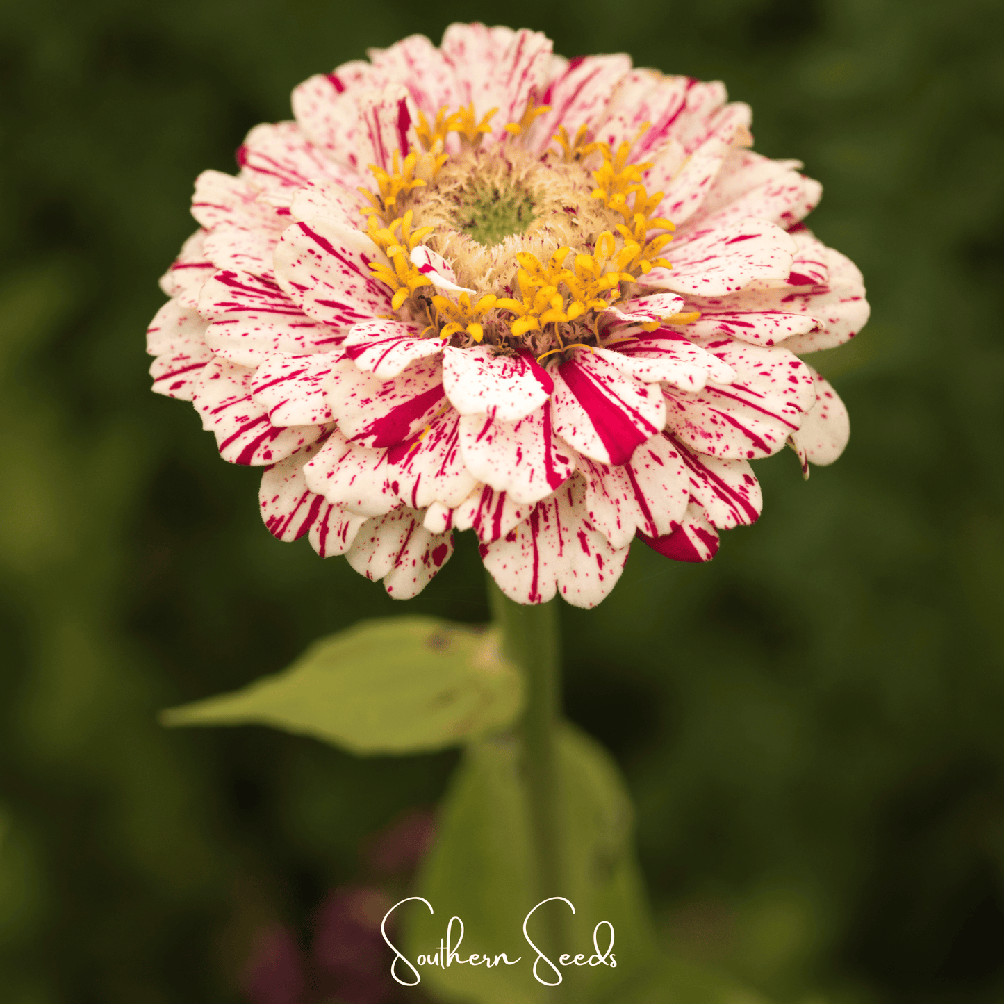 Peppermint Stick Zinnia ā 50 Seeds