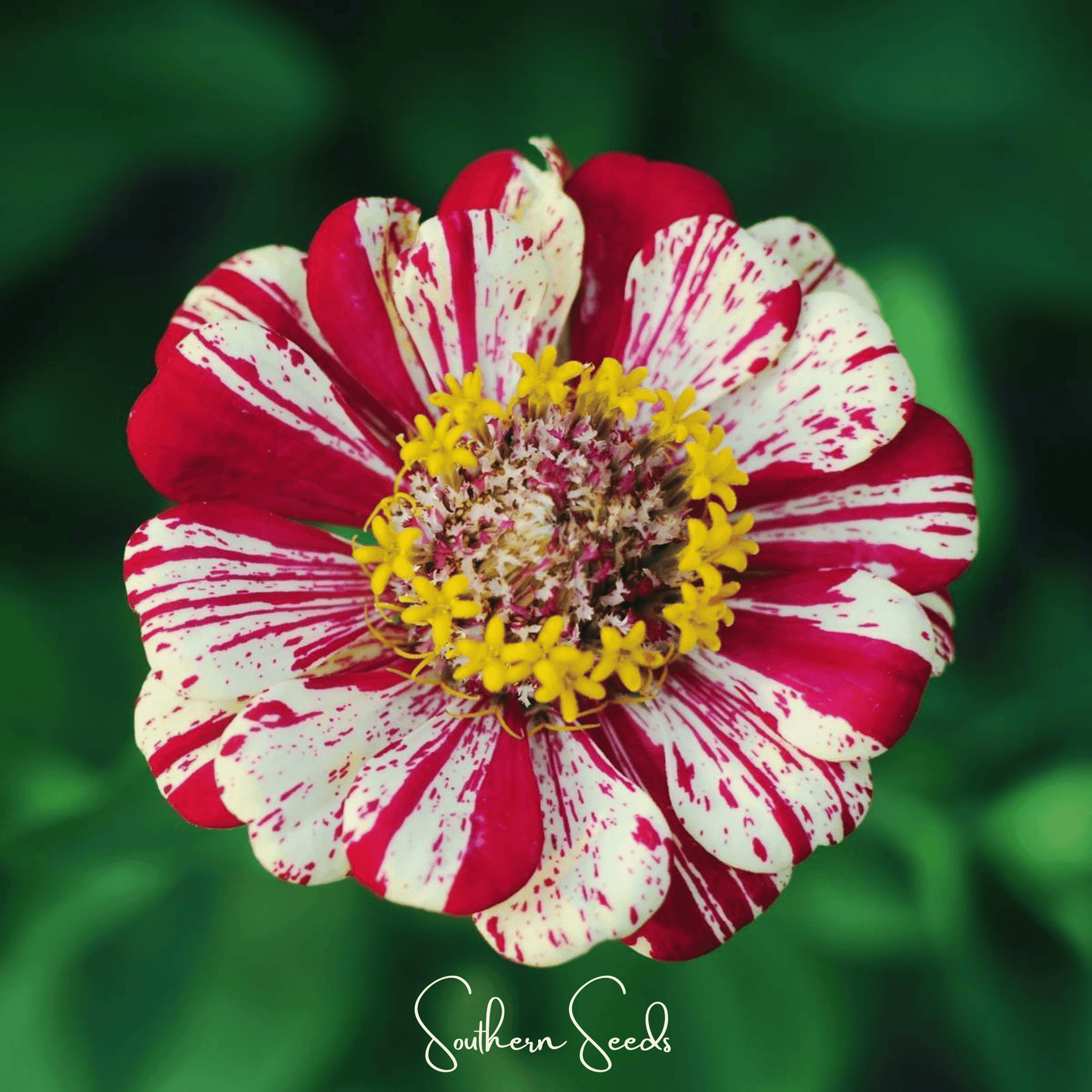 Peppermint Stick Zinnia ā 50 Seeds