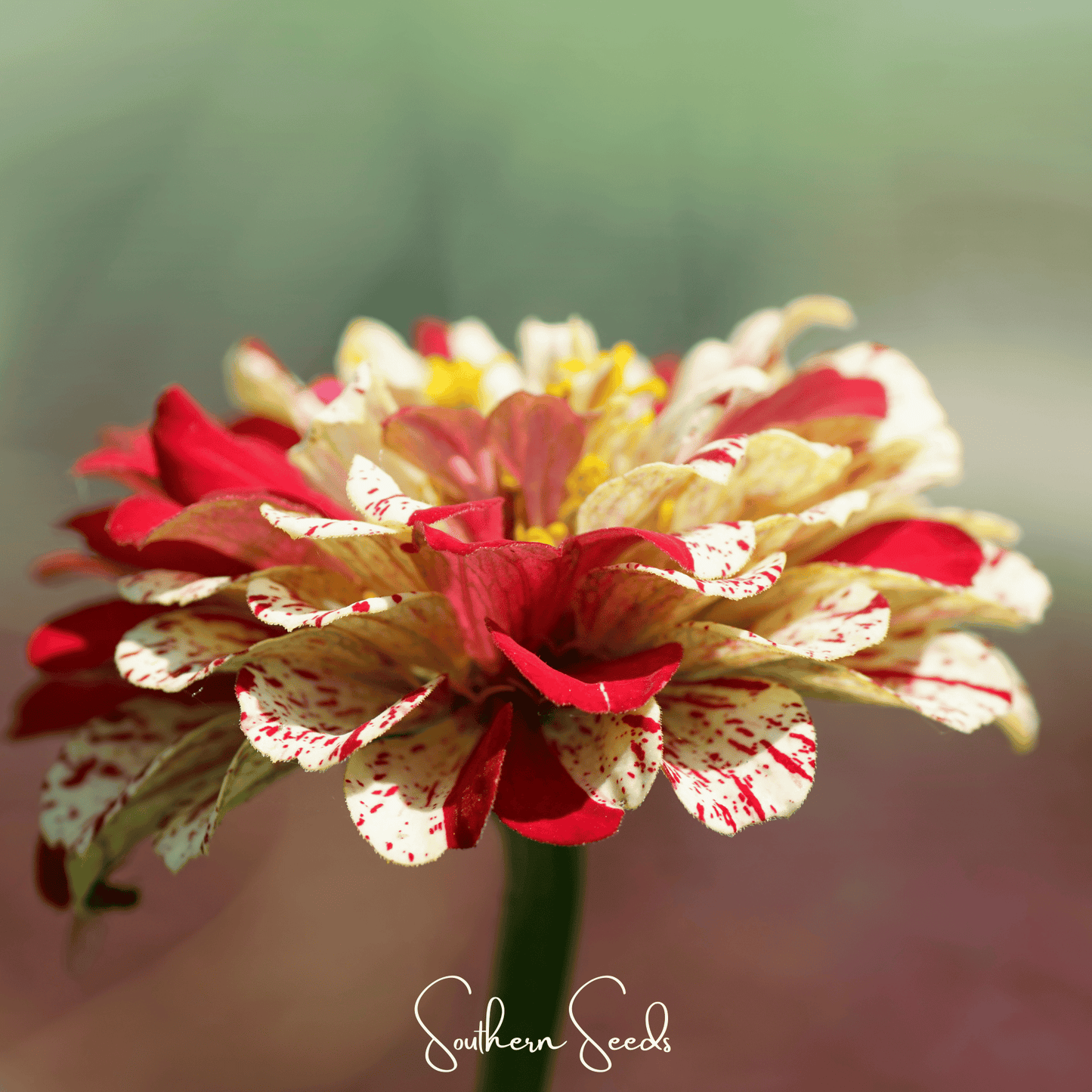 Peppermint Stick Zinnia ā 50 Seeds